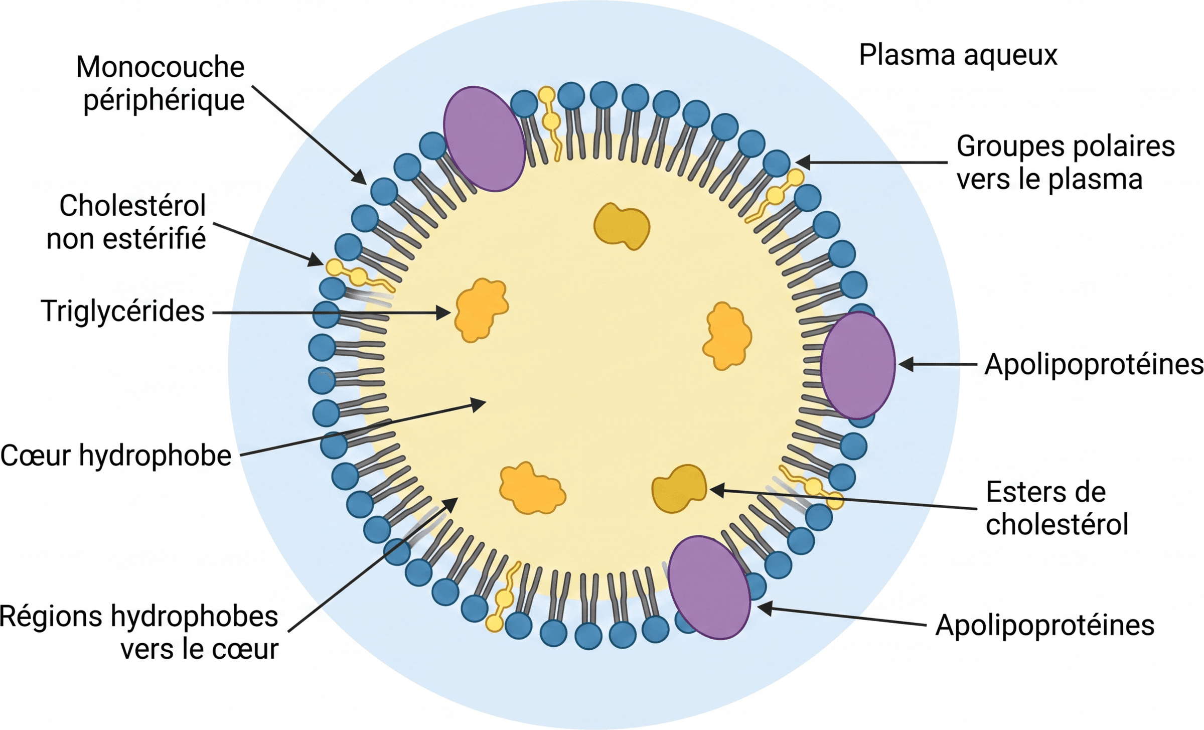 Organisation d'une lipoprotéine