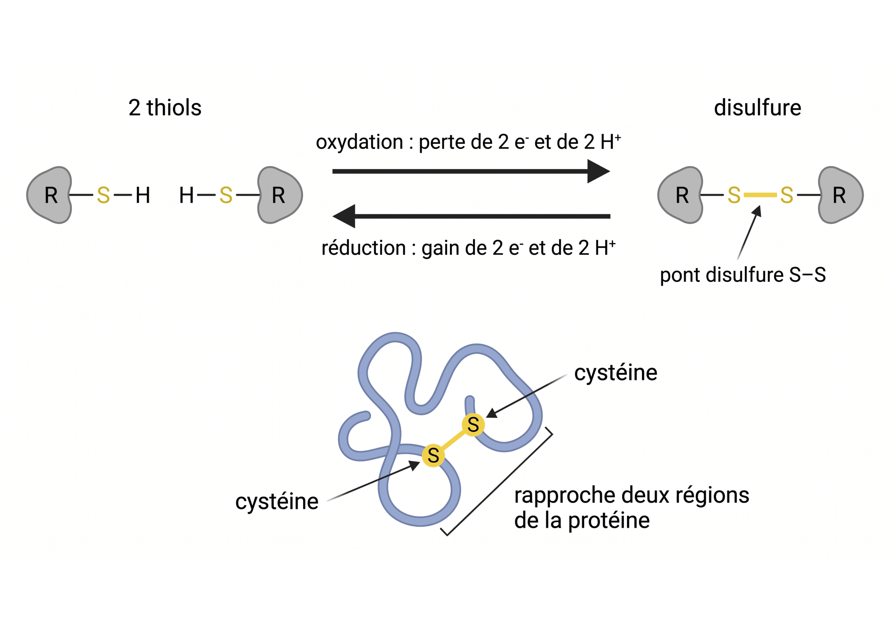 Oxydation réversible de deux thiols en pont disulfure