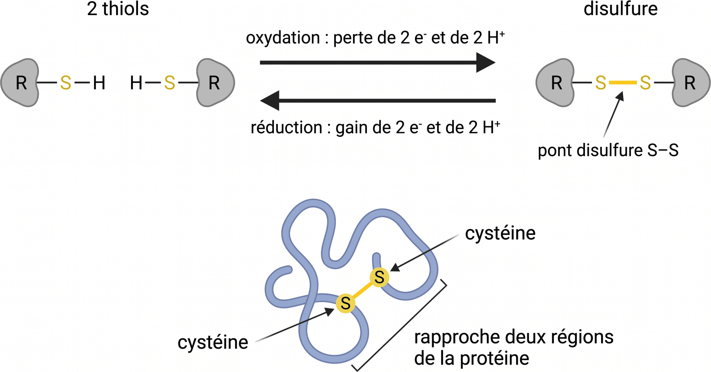 Oxydation réversible de deux thiols en pont disulfure
