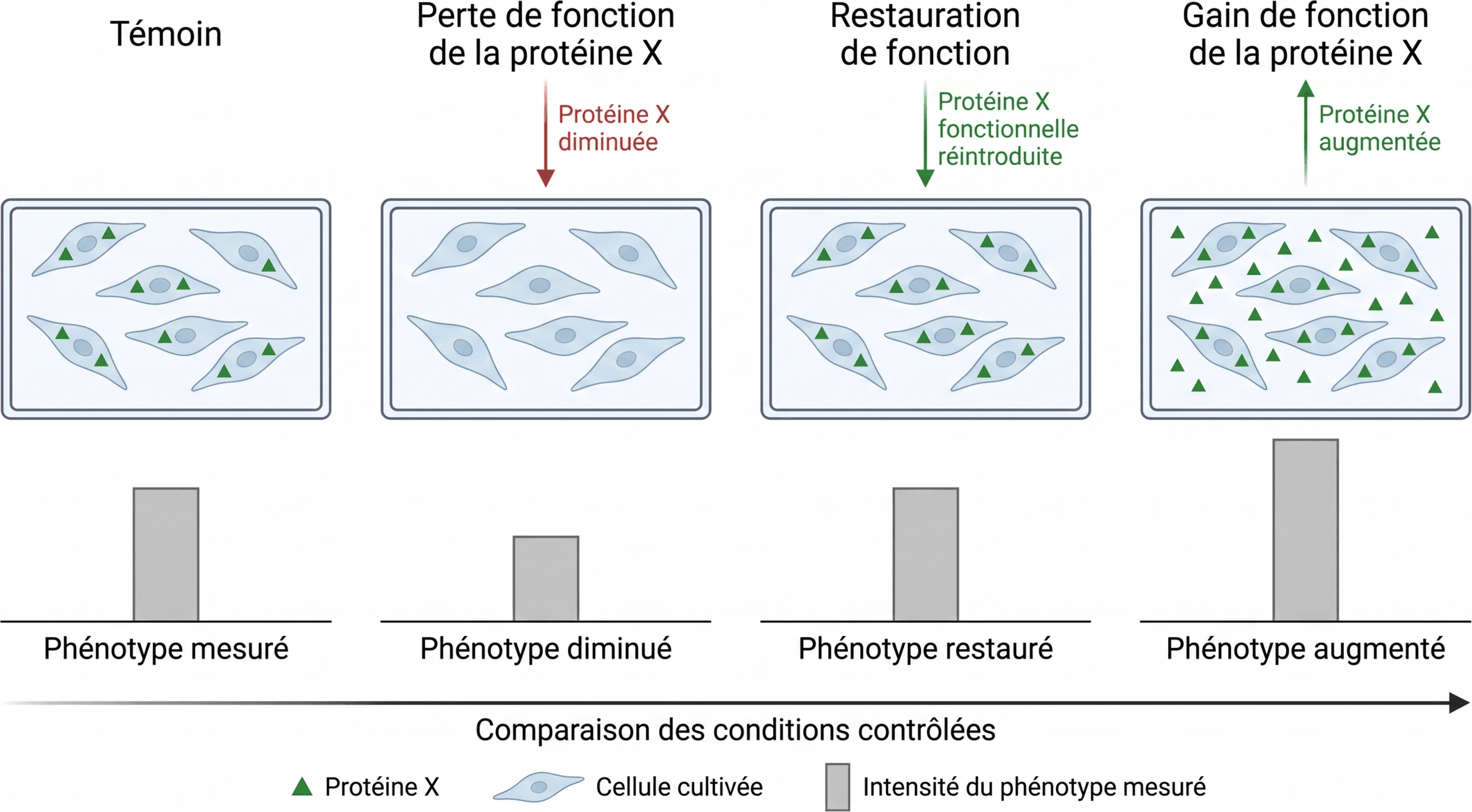 Comparer perte, restauration et gain de fonction