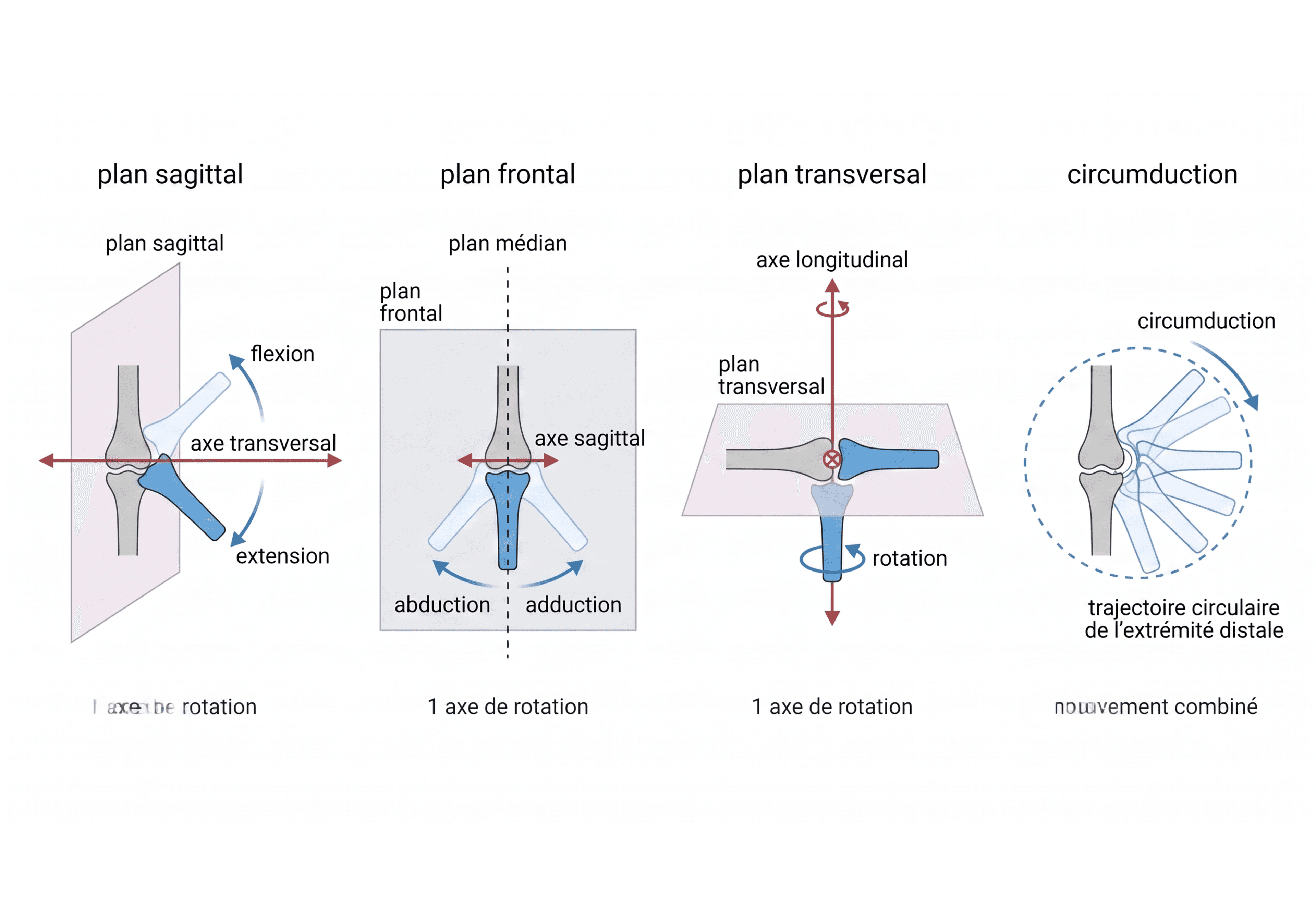 Plans, axes et mouvements articulaires fondamentaux