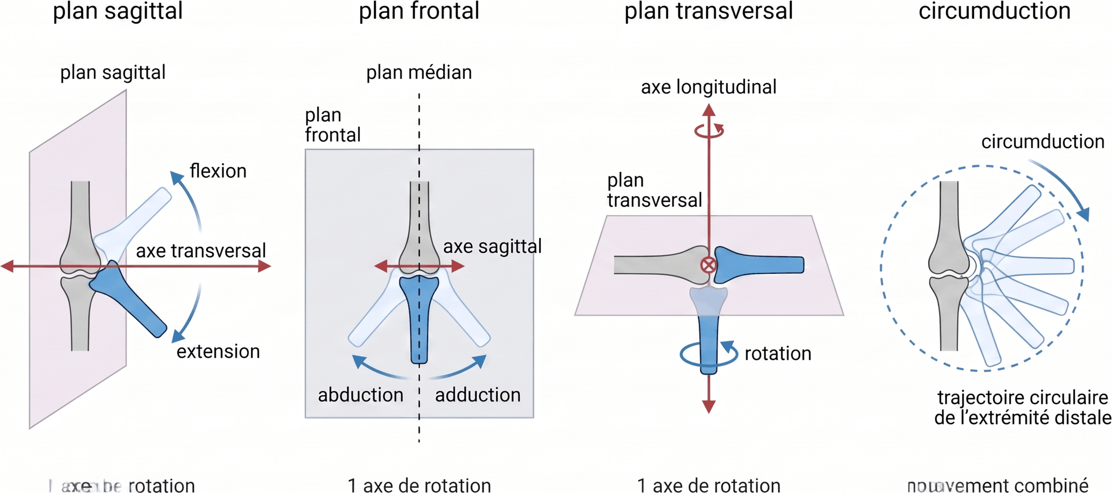Plans, axes et mouvements articulaires fondamentaux