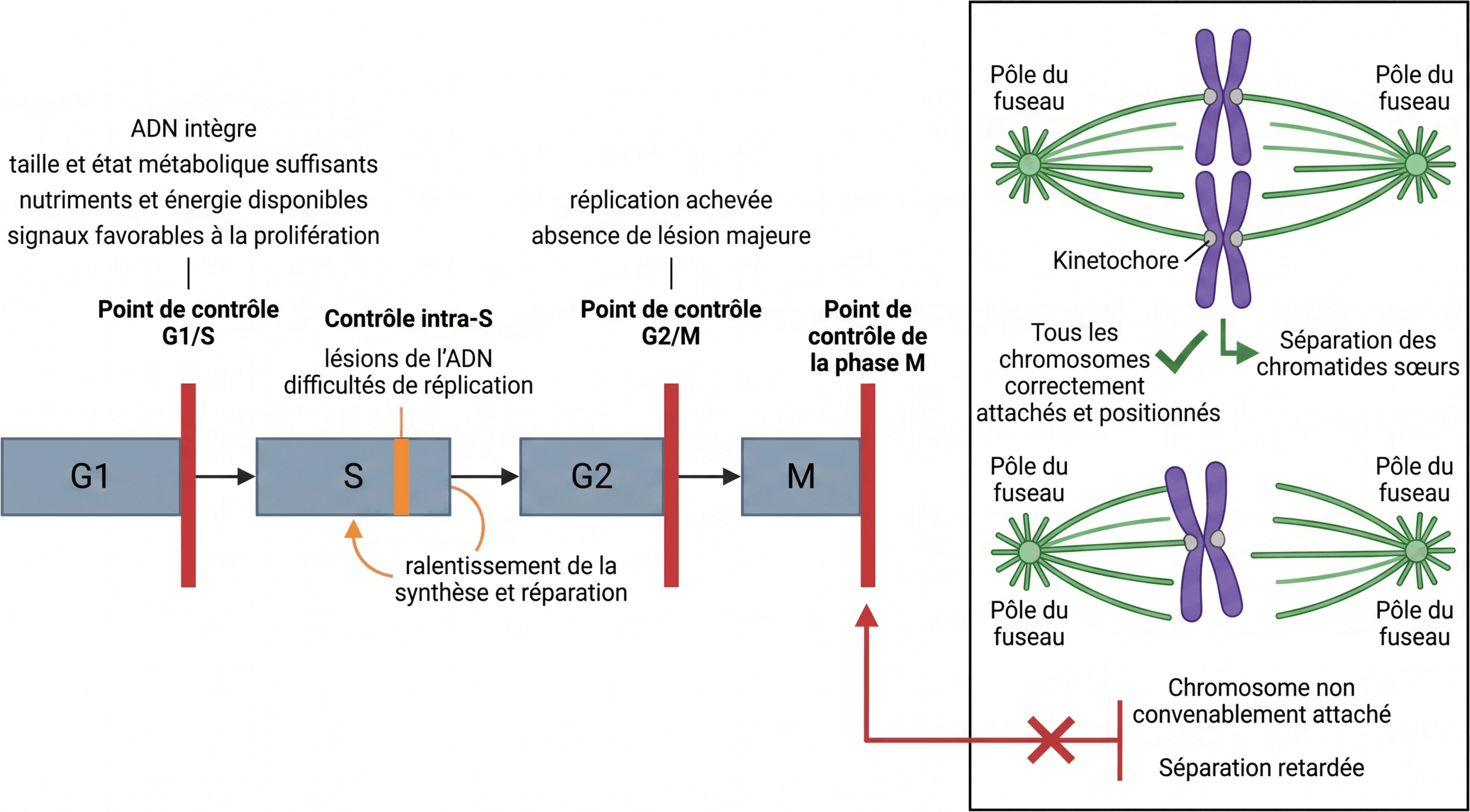 Position et rôle des principaux points de contrôle du cycle cellulaire