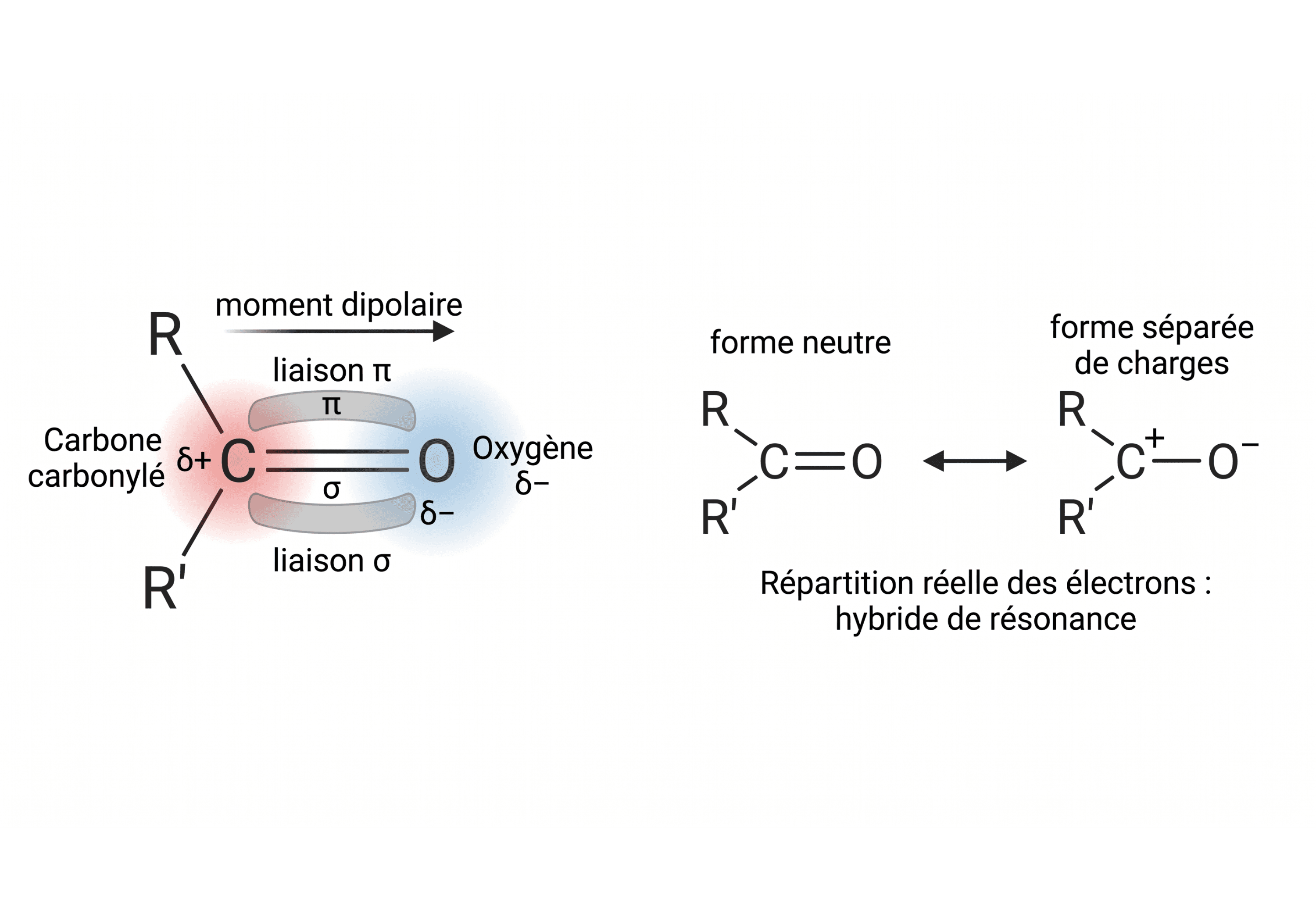 Polarisation et formes limites du groupe carbonyle