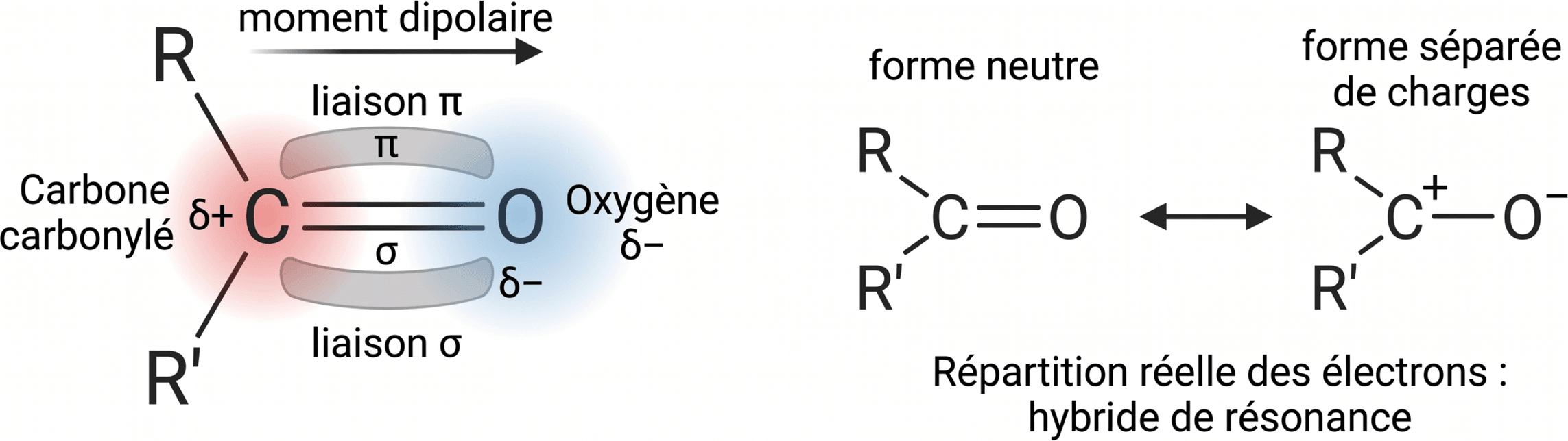 Polarisation et formes limites du groupe carbonyle
