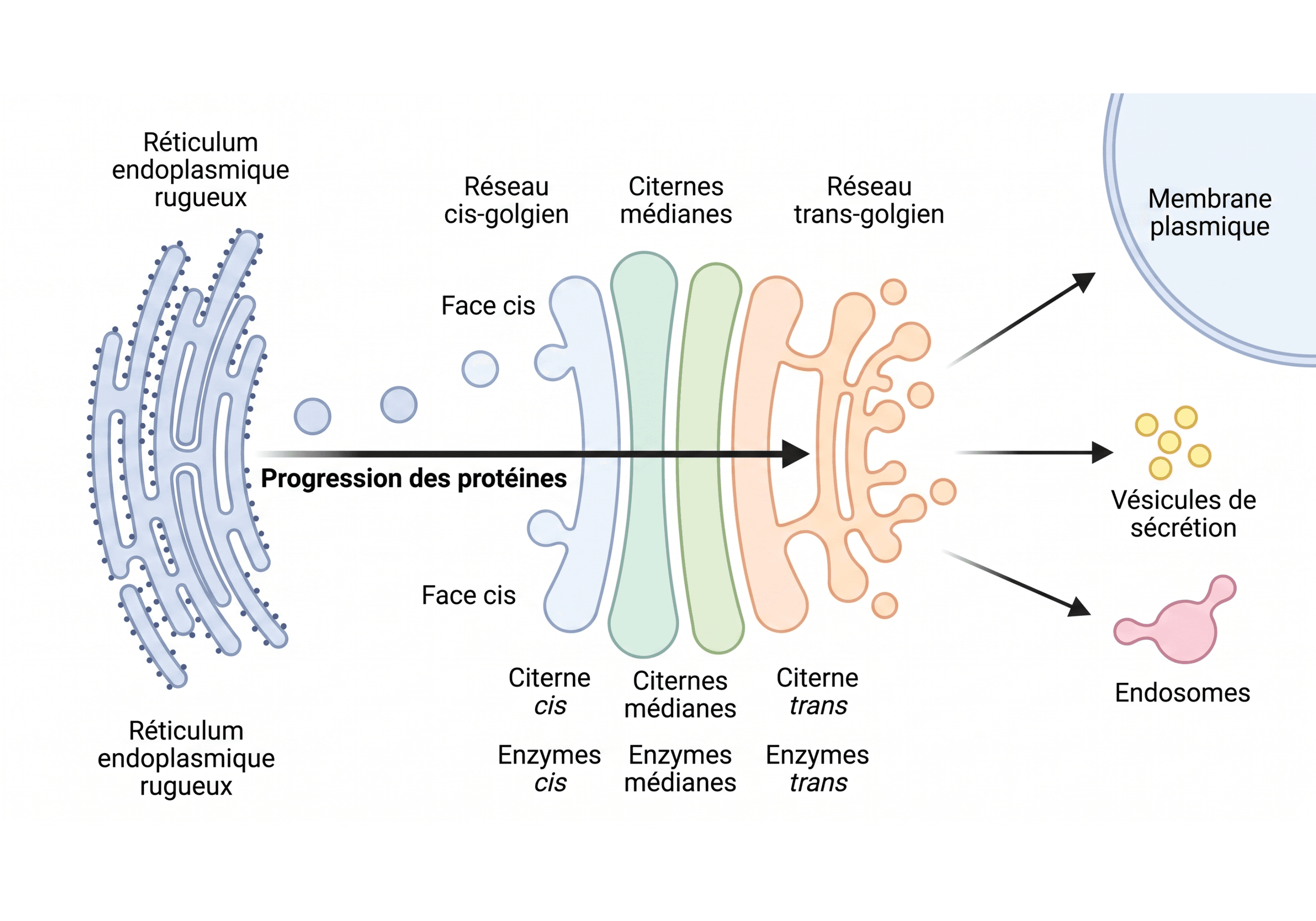 Polarité cis-trans et trajet des protéines dans l'appareil de Golgi