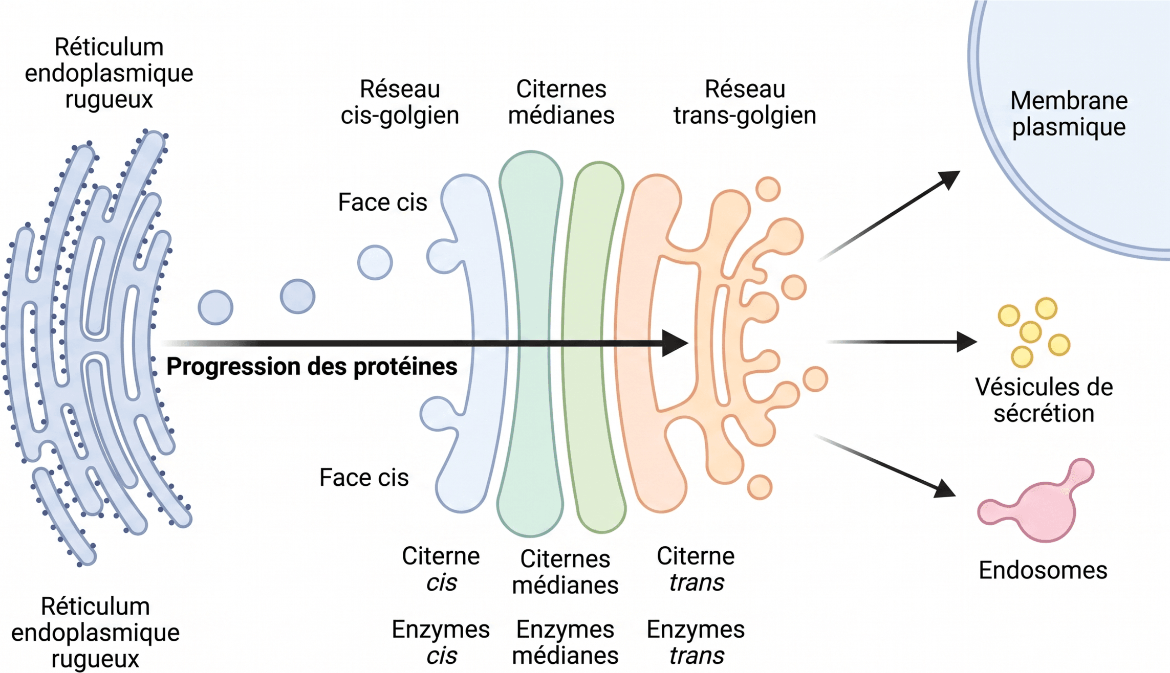 Polarité cis-trans et trajet des protéines dans l'appareil de Golgi