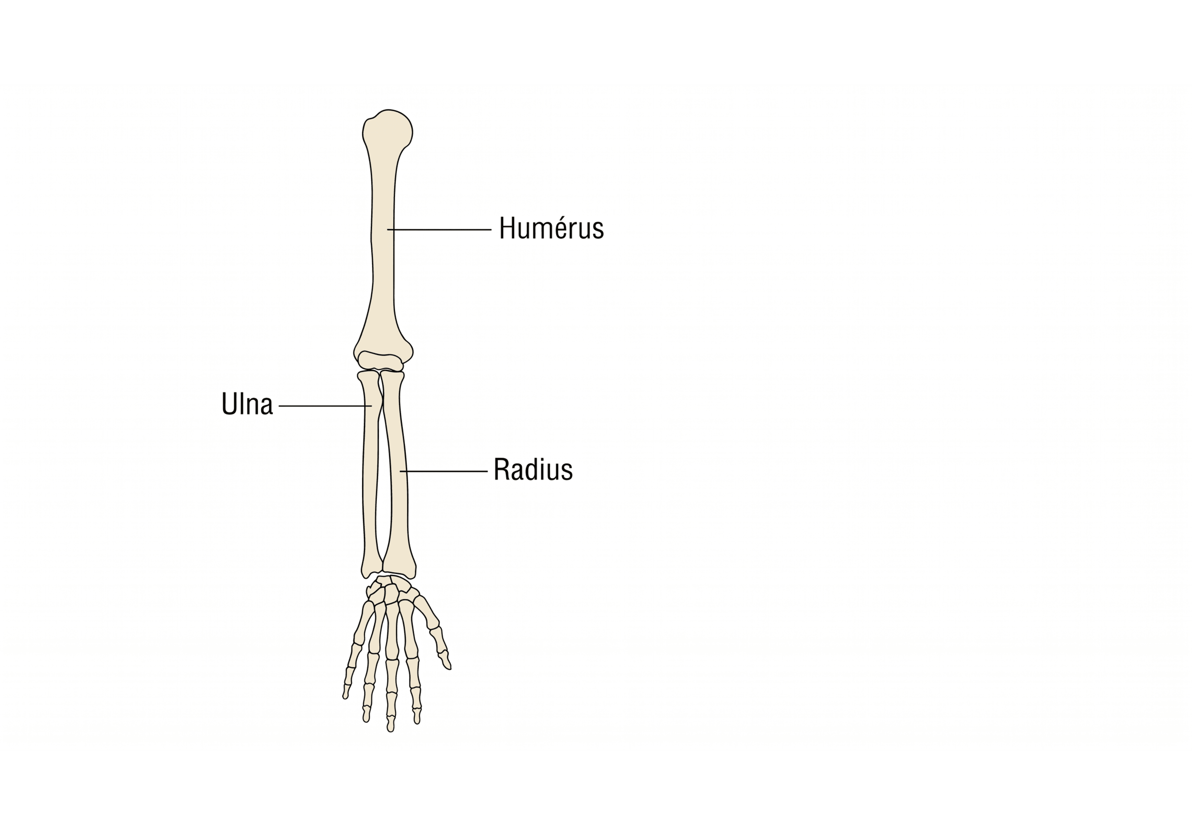 Position anatomique du radius et de l'ulna