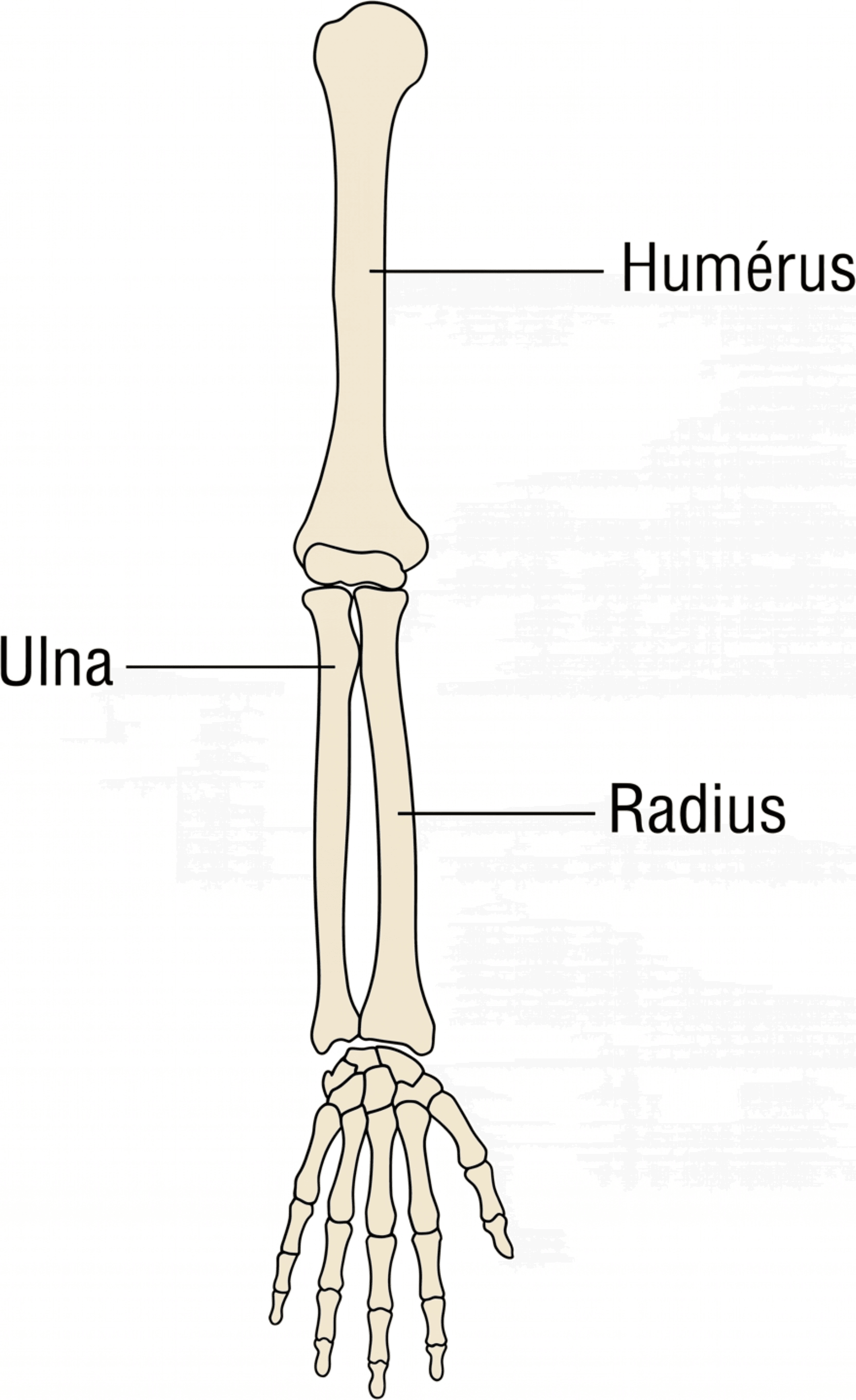 Position anatomique du radius et de l'ulna