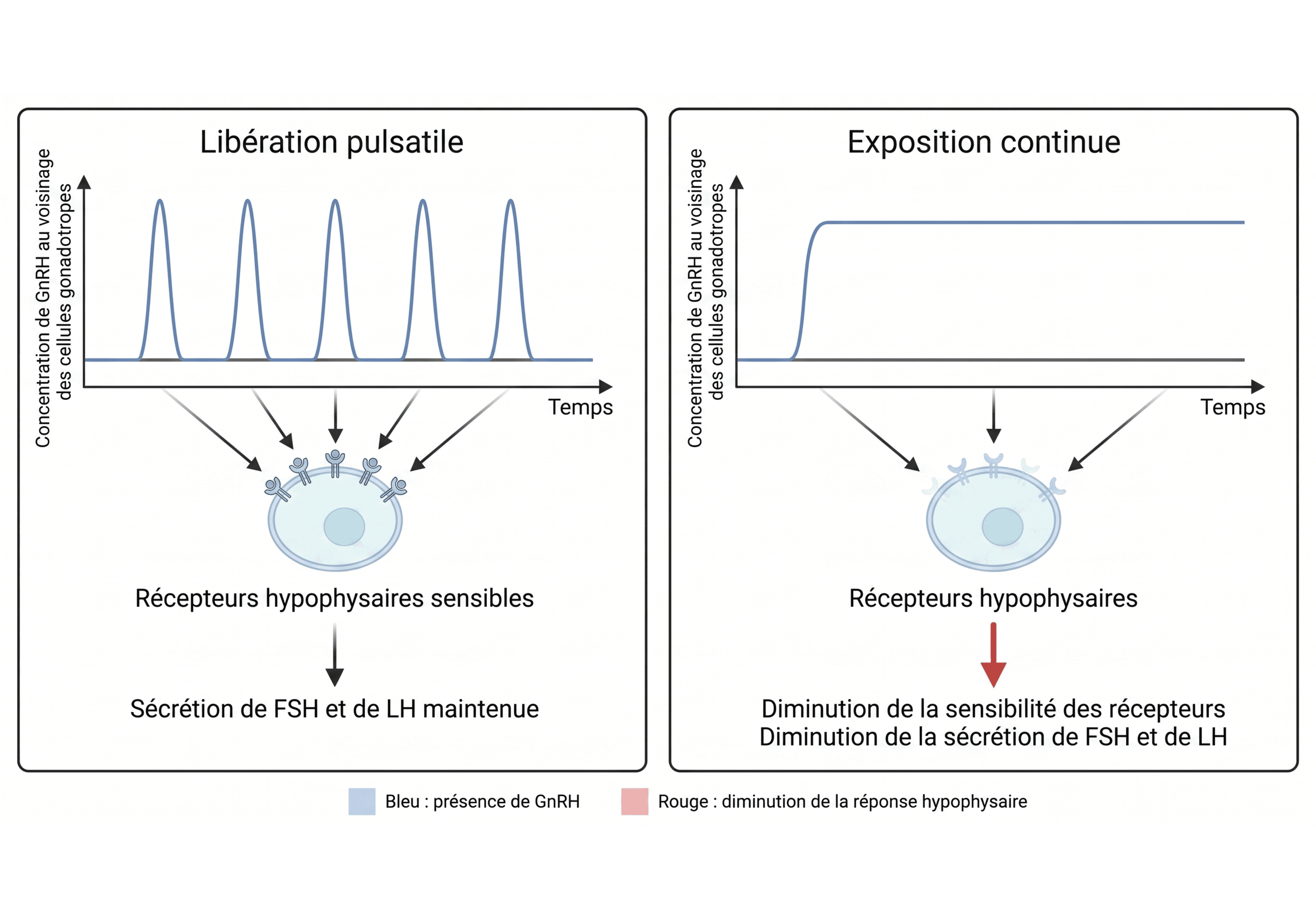 Pulsatilité de la GnRH et maintien de la réponse hypophysaire