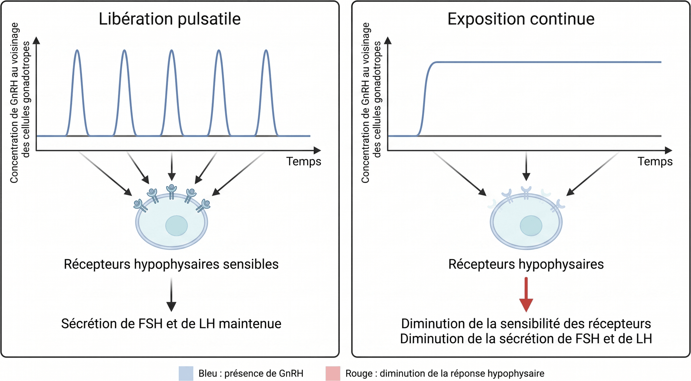 Pulsatilité de la GnRH et maintien de la réponse hypophysaire