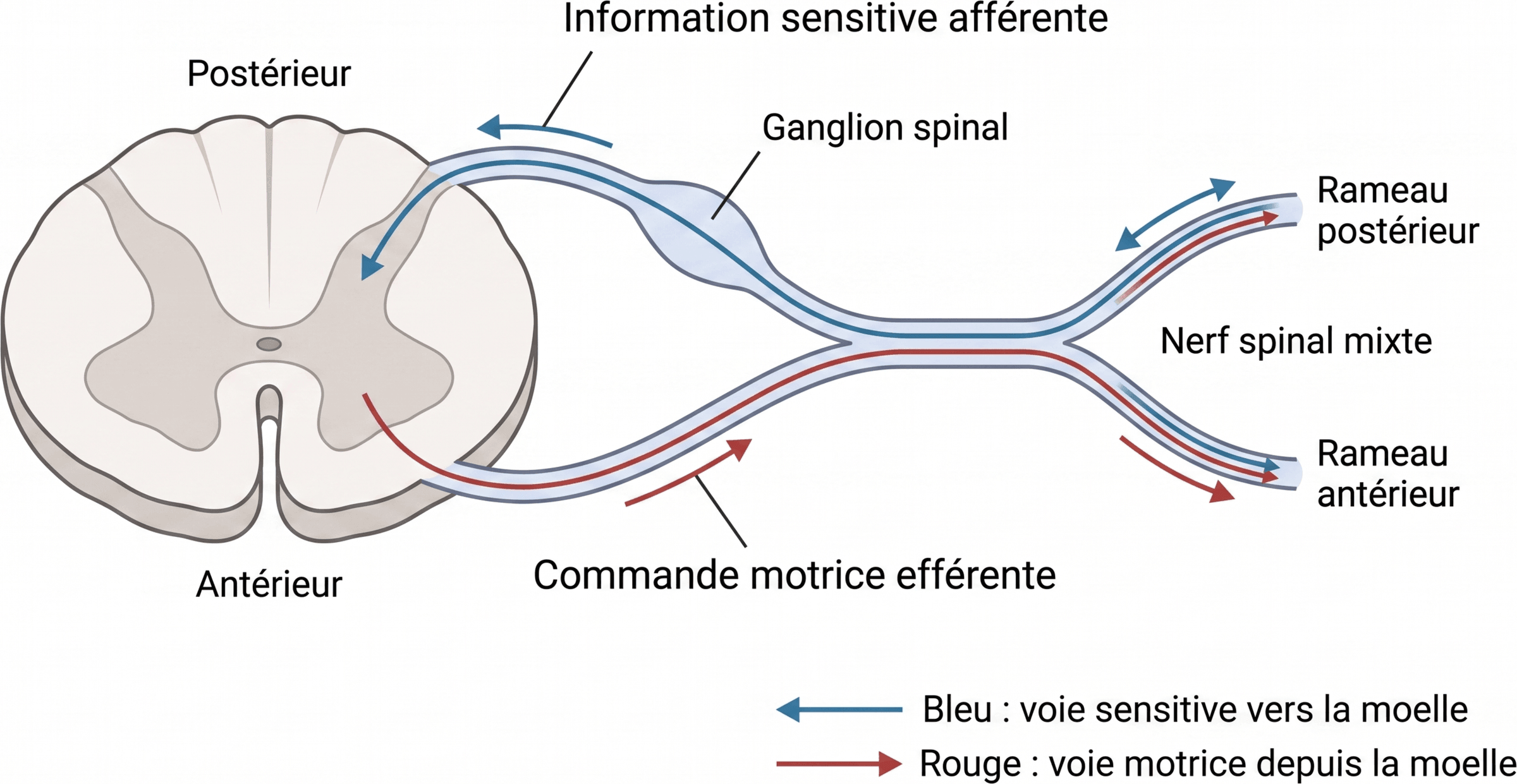 De la racine dorsale et ventrale au nerf spinal mixte