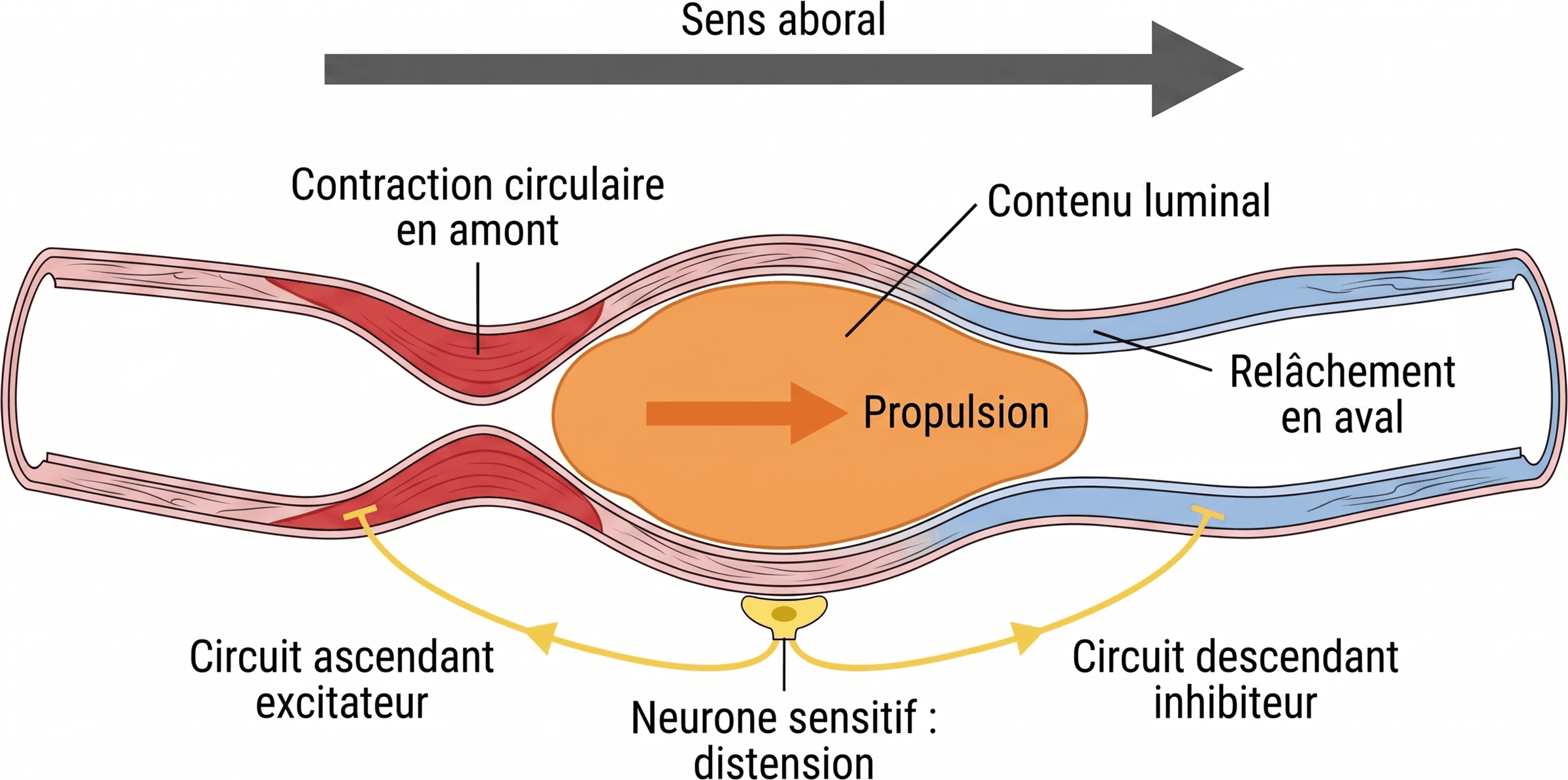 Polarisation du réflexe péristaltique