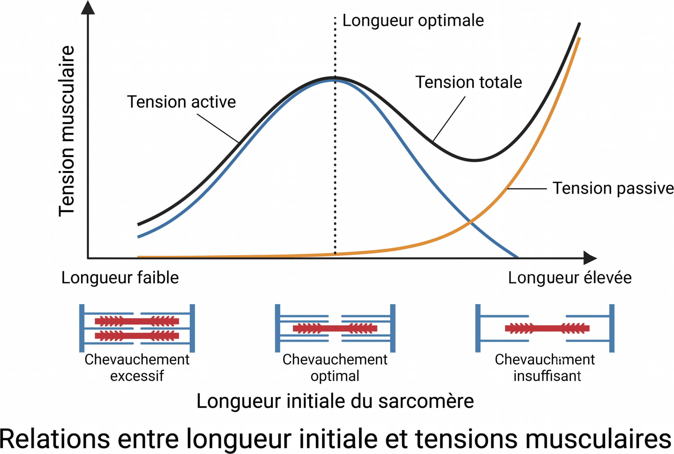 Relations entre longueur initiale et tensions musculaires