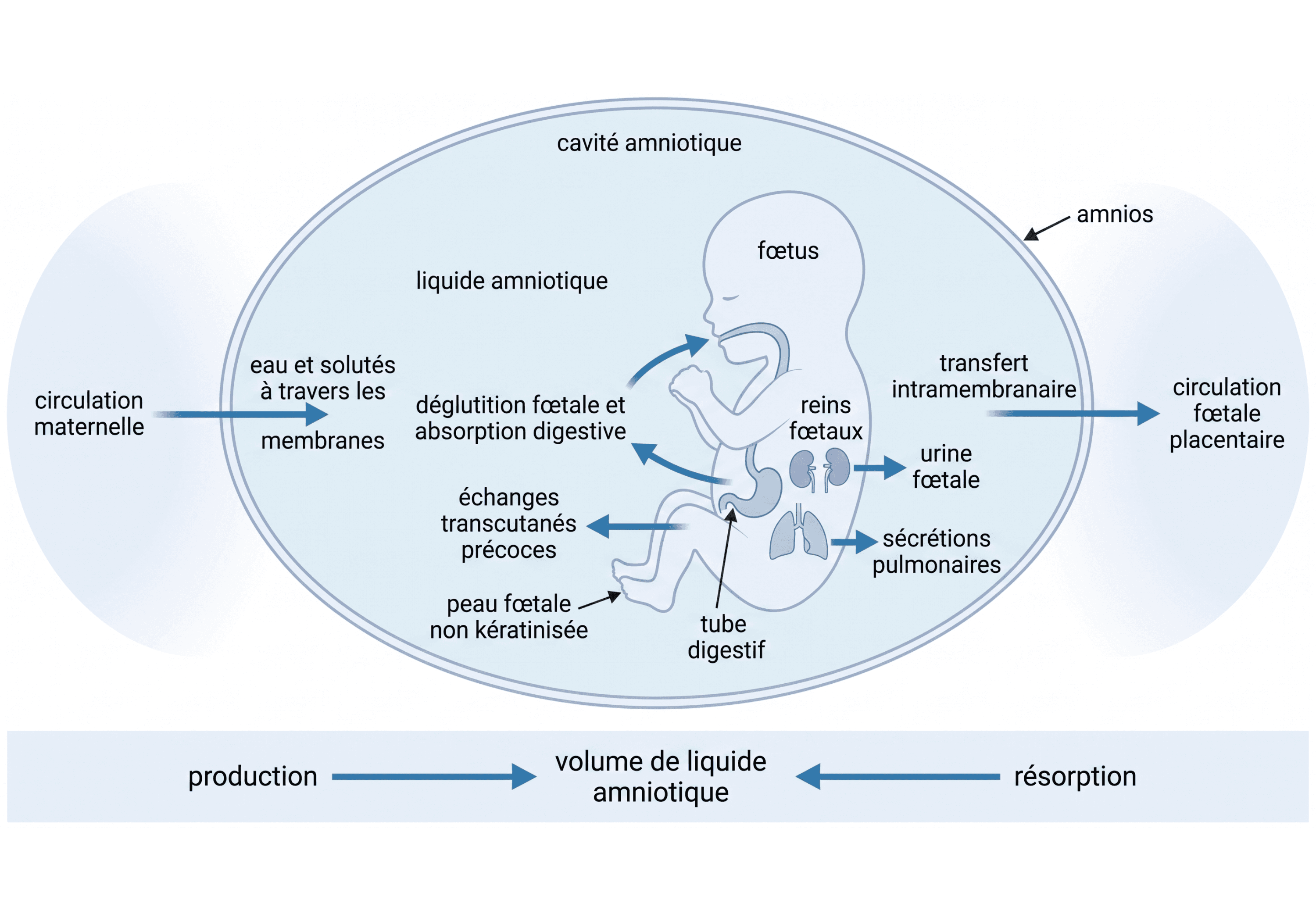 Renouvellement dynamique du liquide amniotique