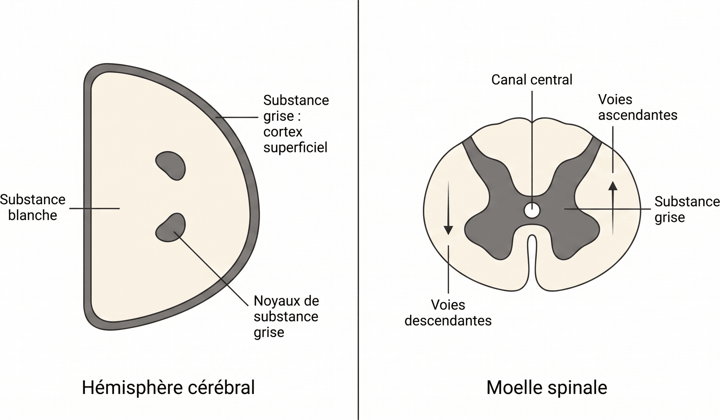 Répartition de la substance grise et de la substance blanche