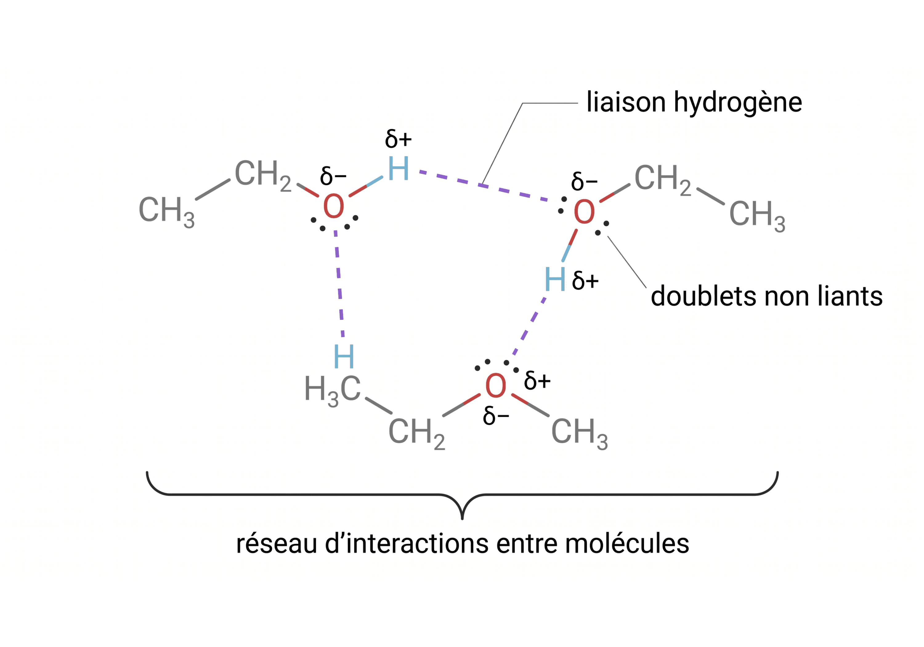 Réseau de liaisons hydrogène entre molécules d’alcool