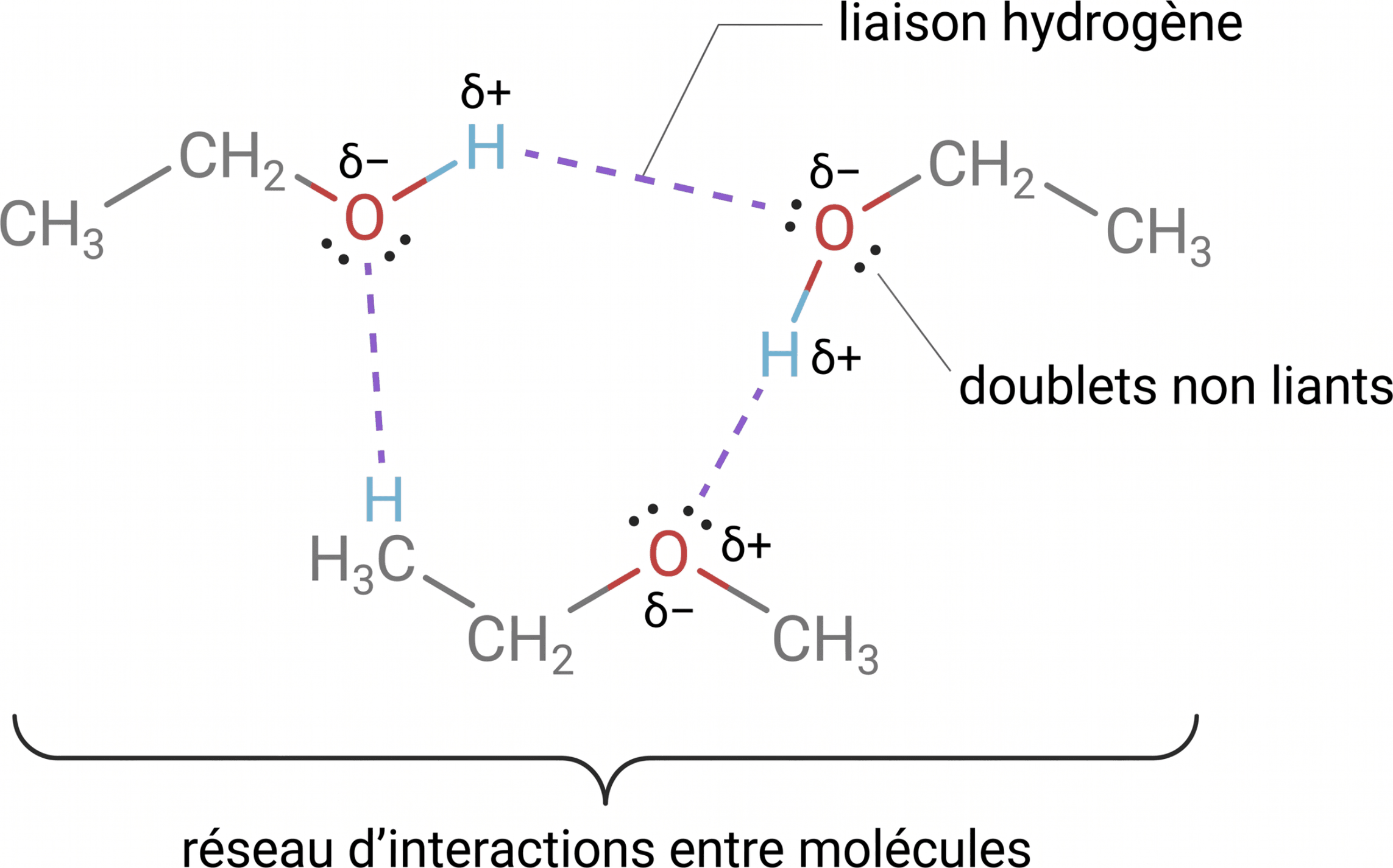 Réseau de liaisons hydrogène entre molécules d’alcool