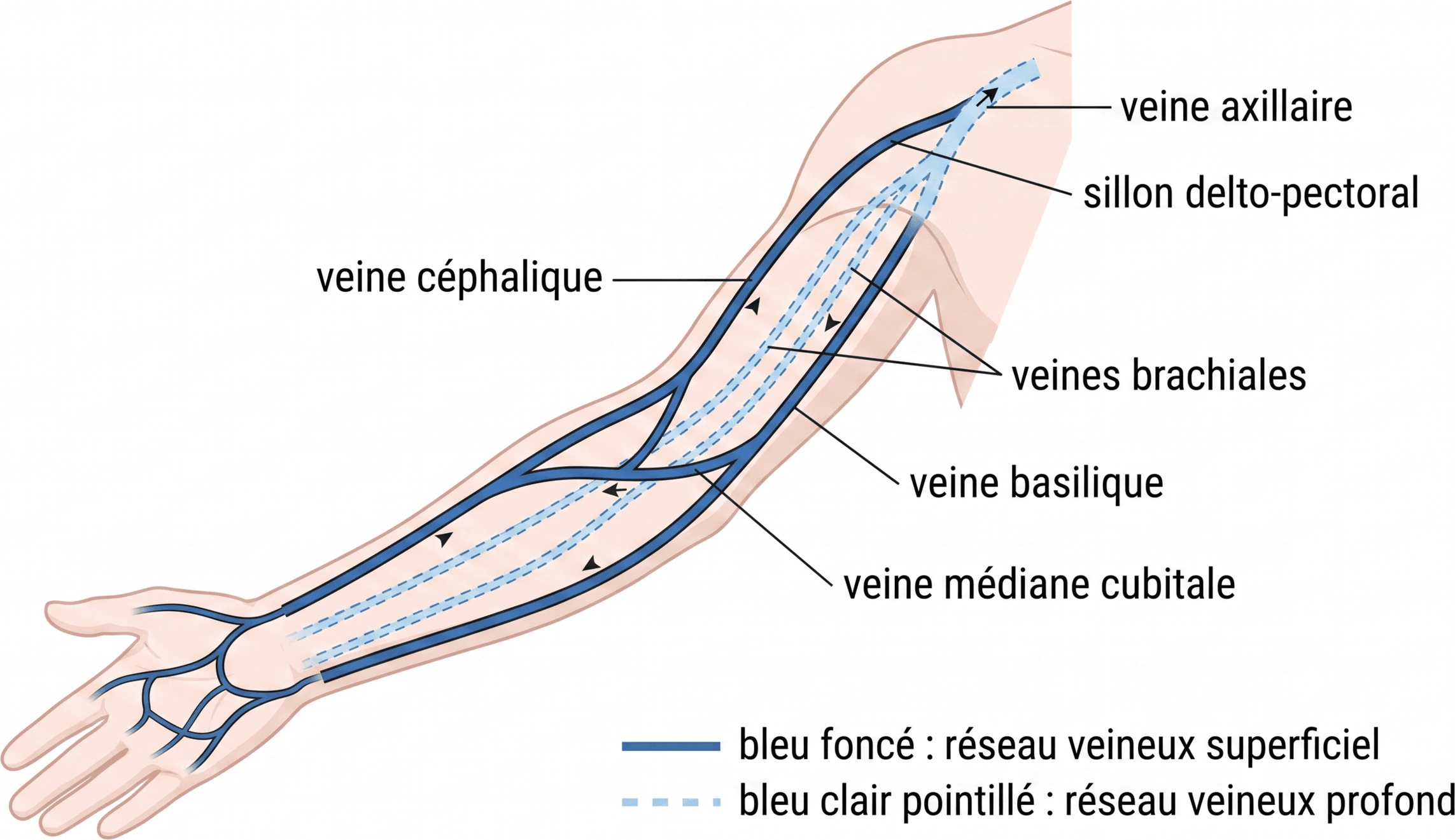 Organisation du réseau veineux superficiel