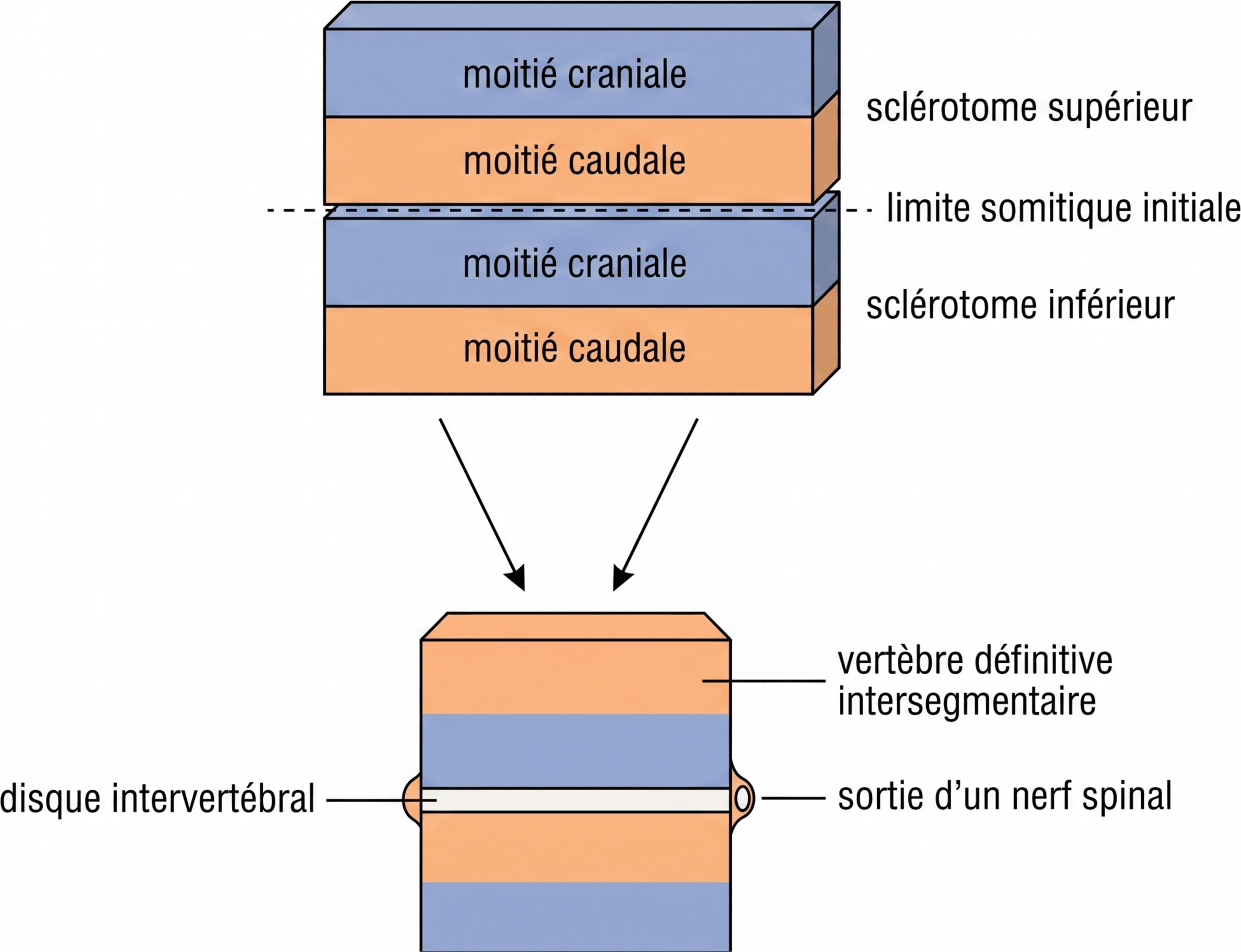 Resegmentation des sclérotomes et formation d’une vertèbre