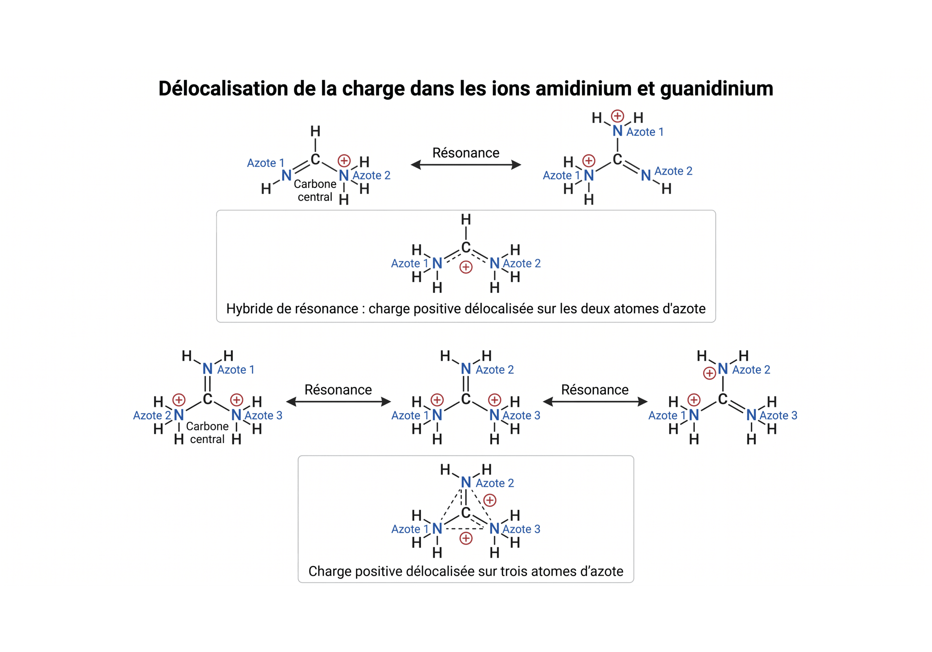 Délocalisation de la charge dans les ions amidinium et guanidinium