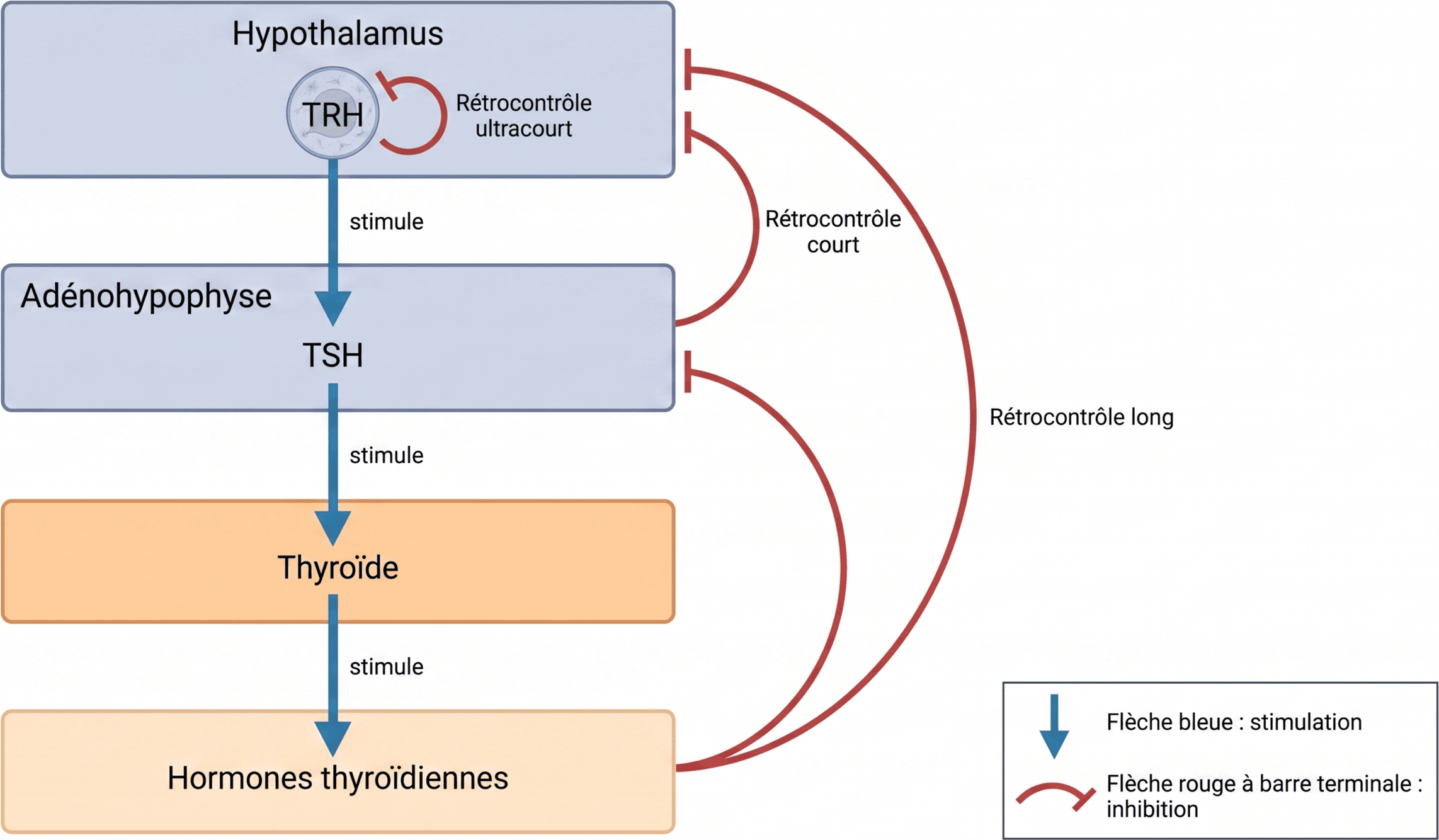 Les rétrocontrôles négatifs d’un axe endocrine classique