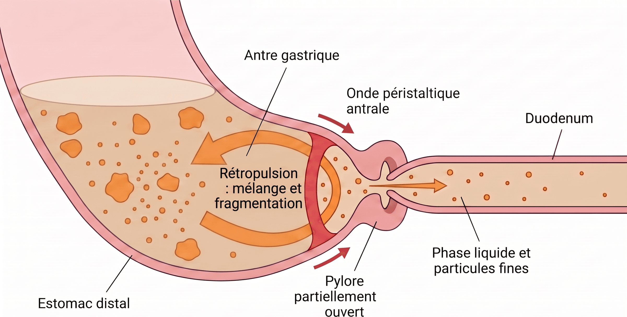 Rétropulsion antrale et franchissement sélectif du pylore
