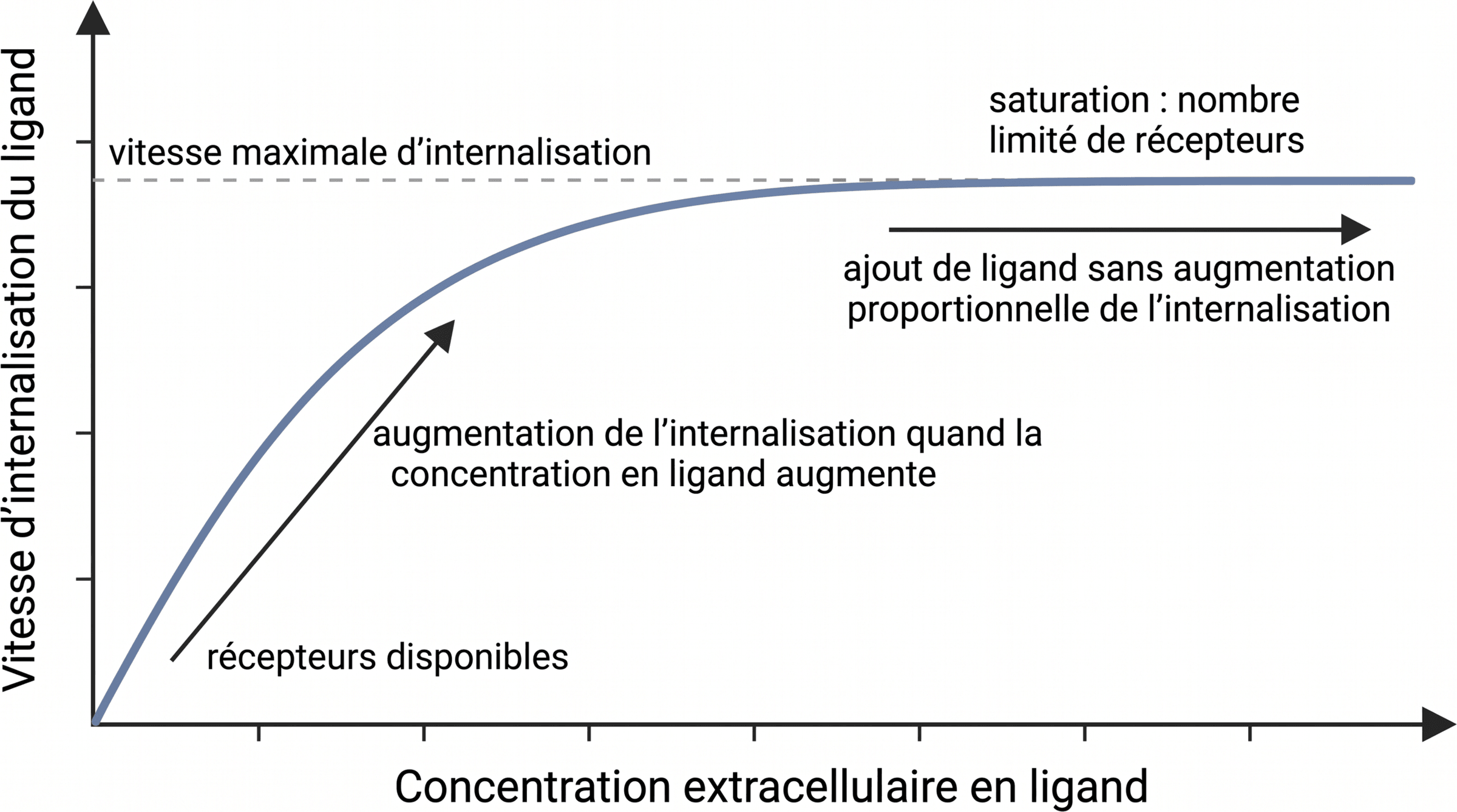 Saturation de l’endocytose médiée par récepteur