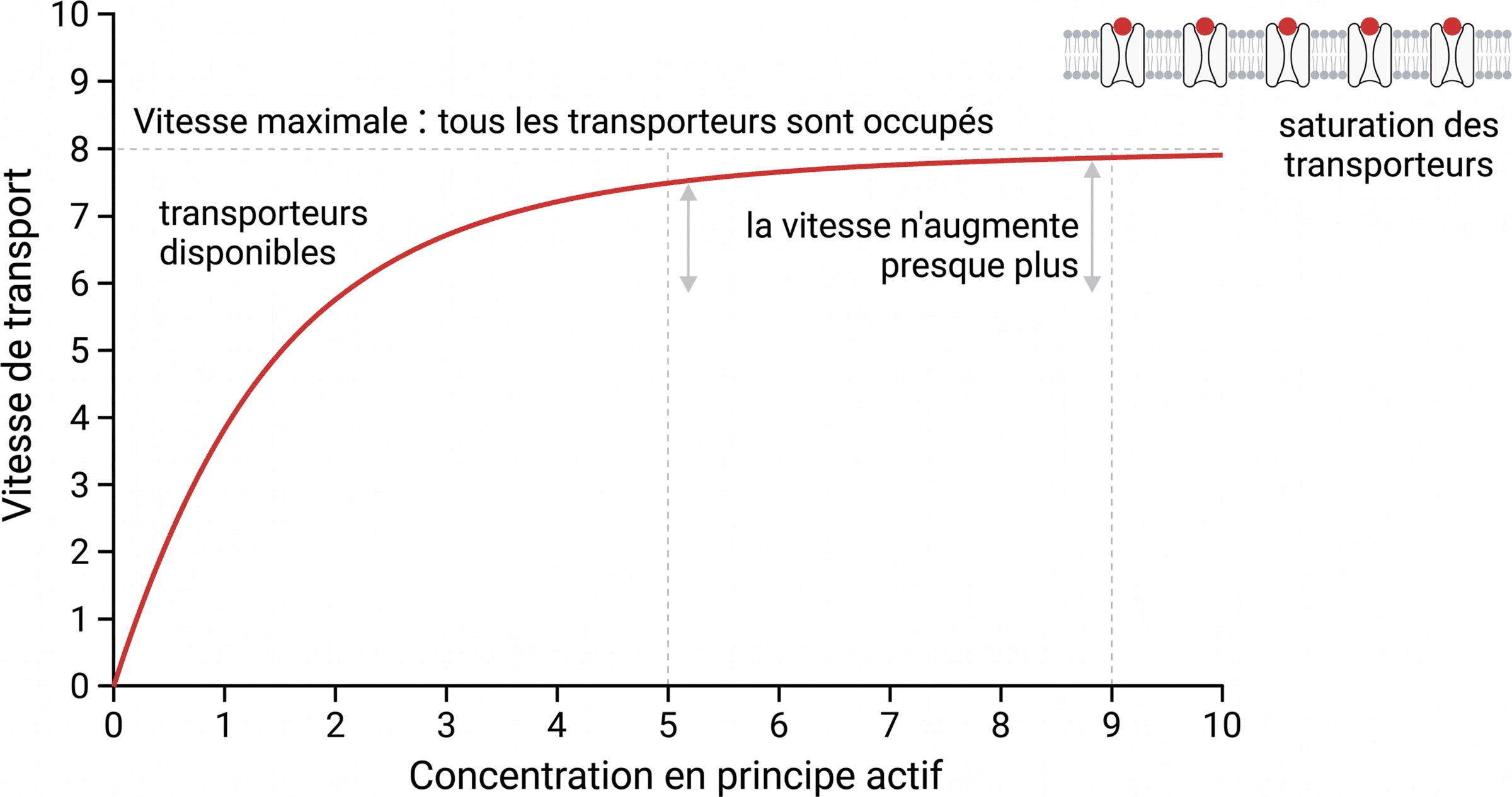 Saturation d’un transport faisant intervenir des transporteurs