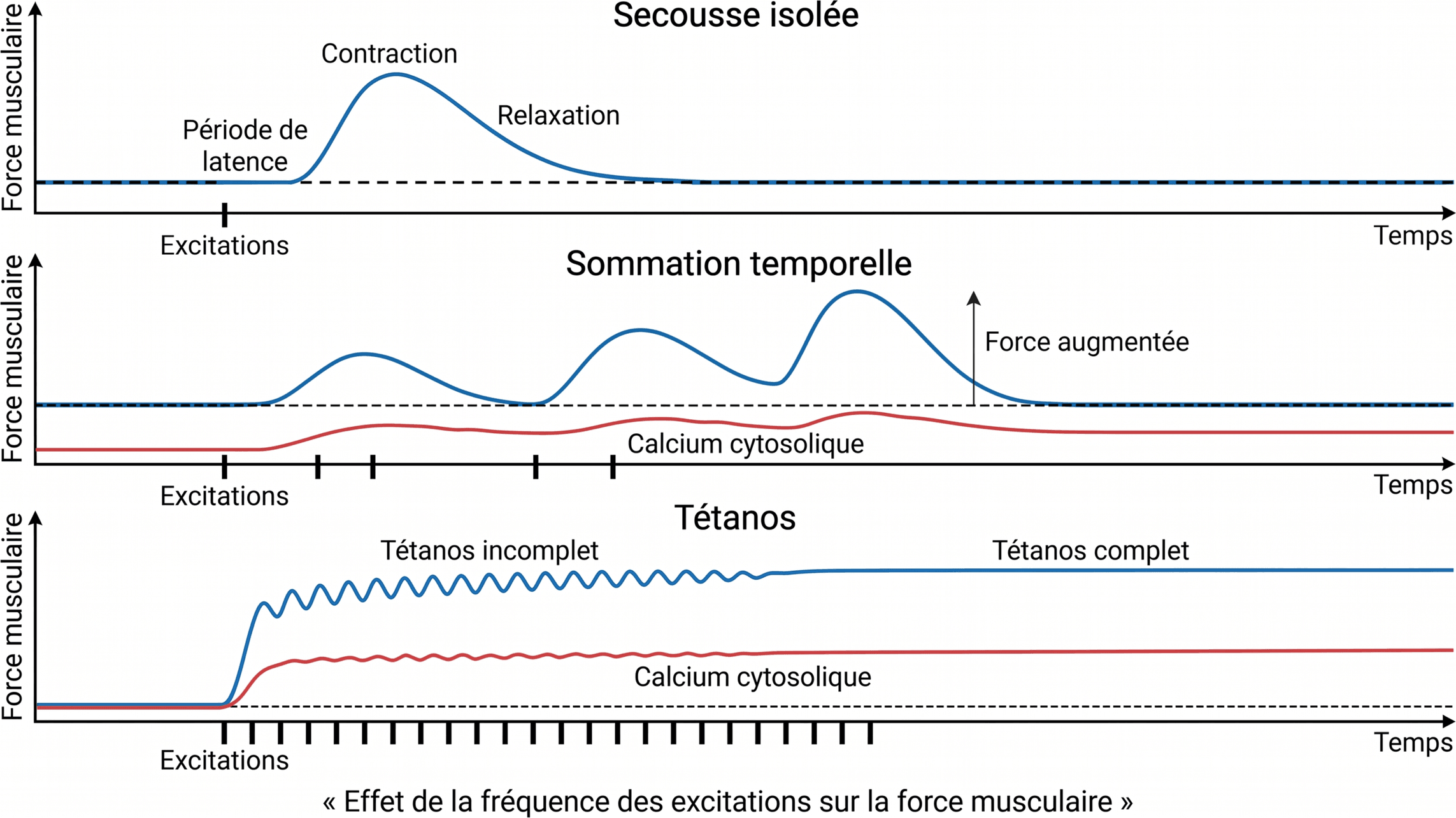 Effet de la fréquence des excitations sur la force musculaire