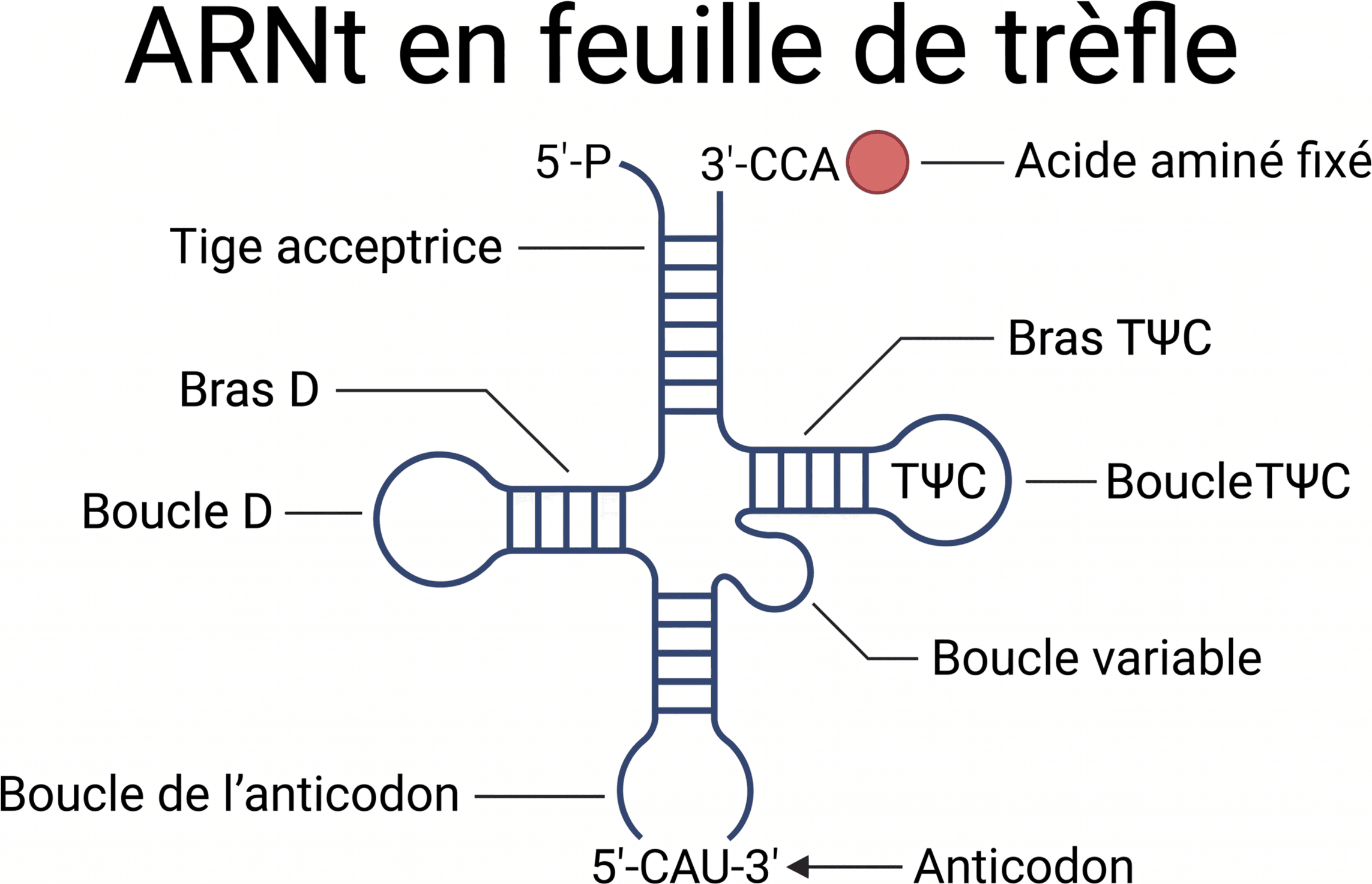 Structure secondaire et régions fonctionnelles d’un ARNt