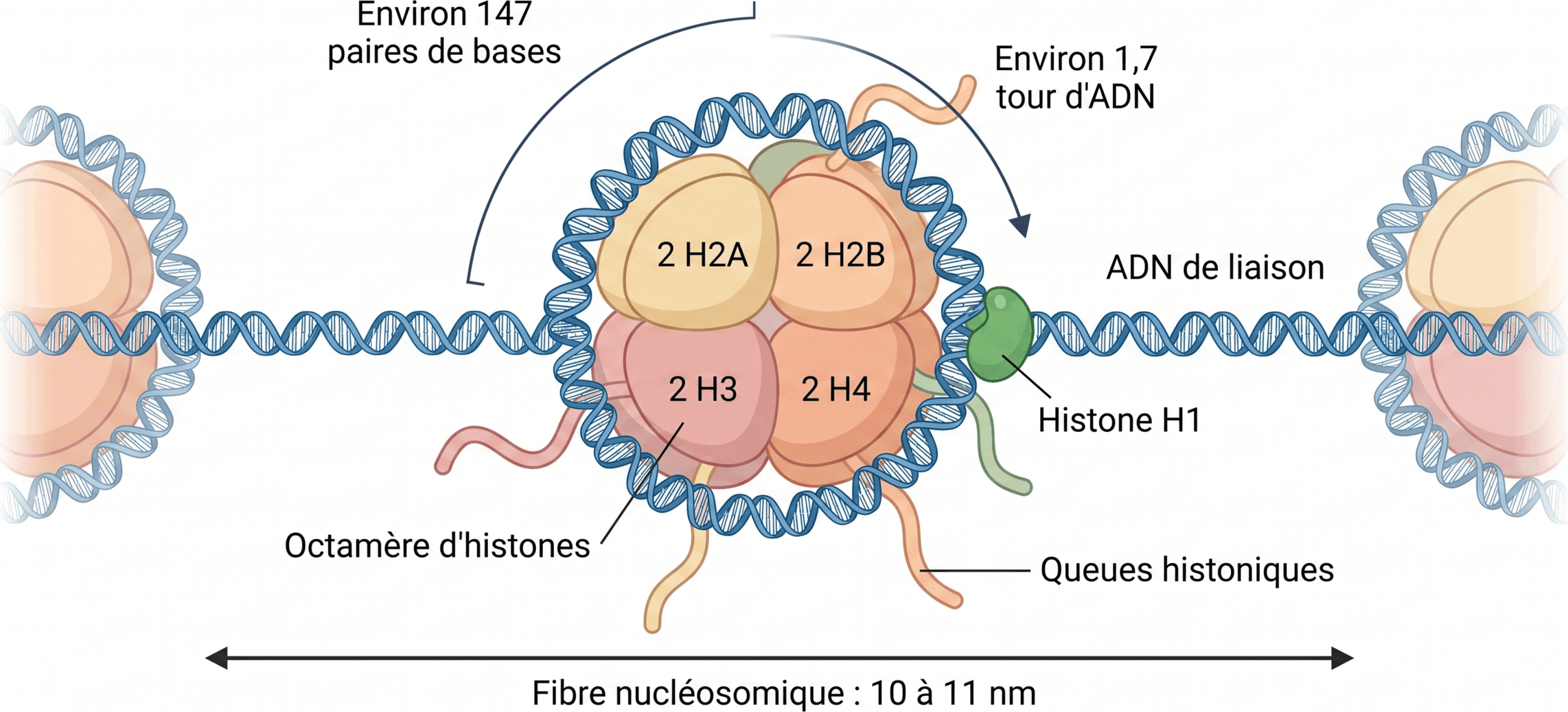 Organisation d'un nucléosome et de l'ADN de liaison