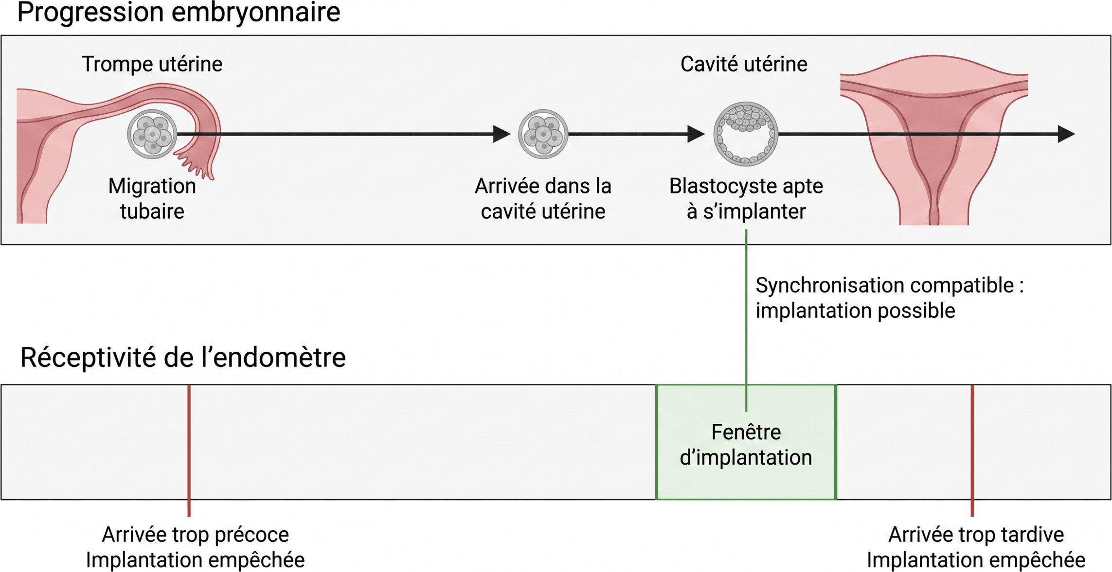 Synchronisation entre le blastocyste et la fenêtre d'implantation