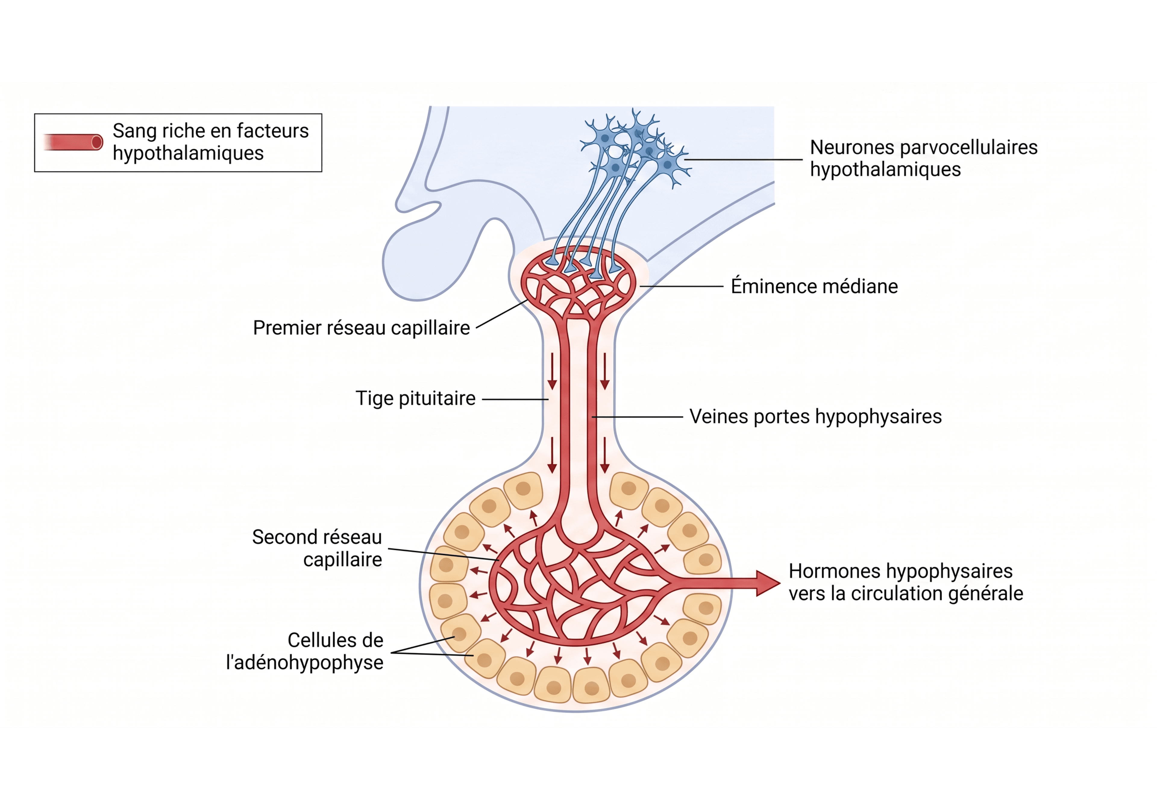 Le système porte hypothalamo-hypophysaire