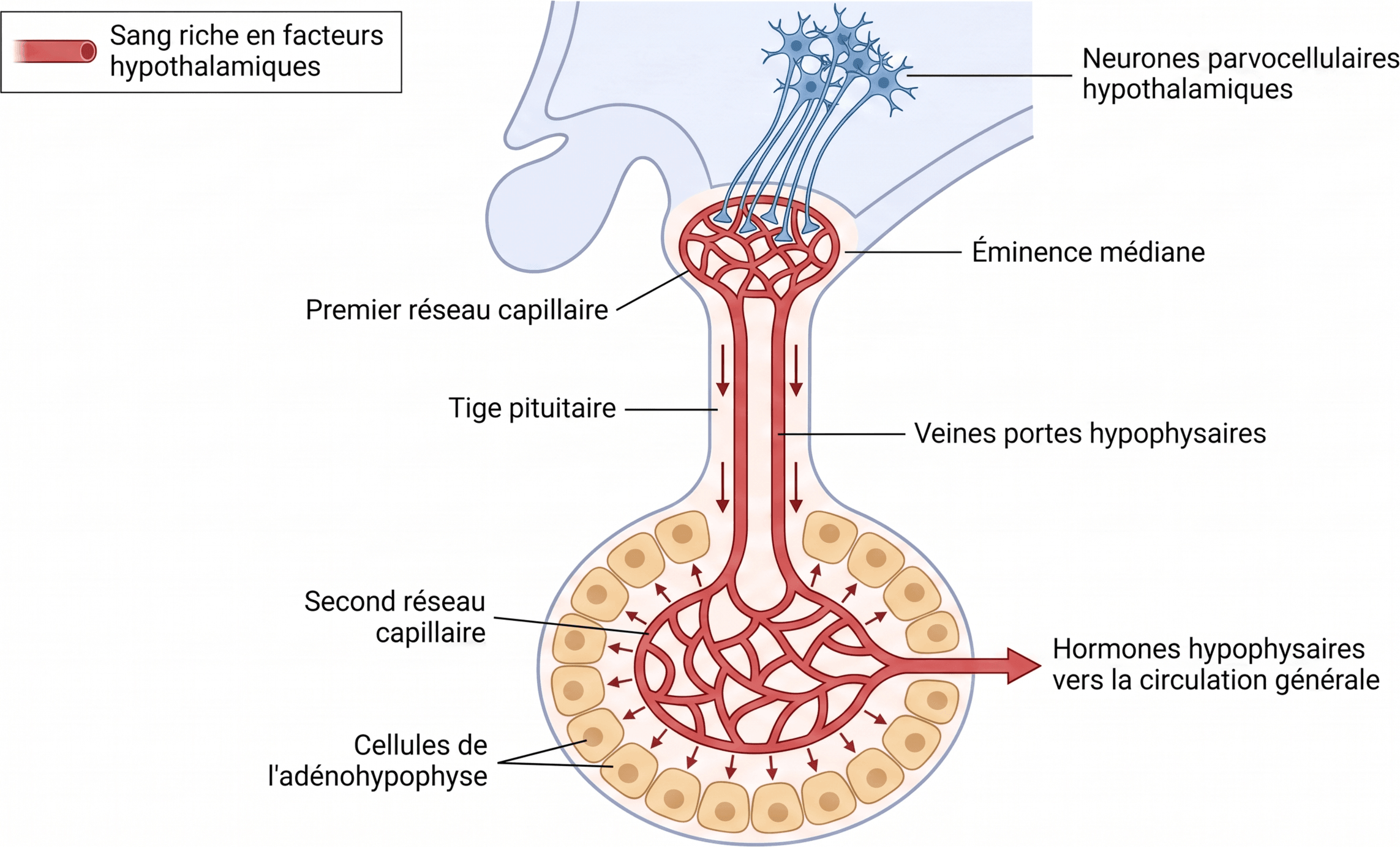 Le système porte hypothalamo-hypophysaire