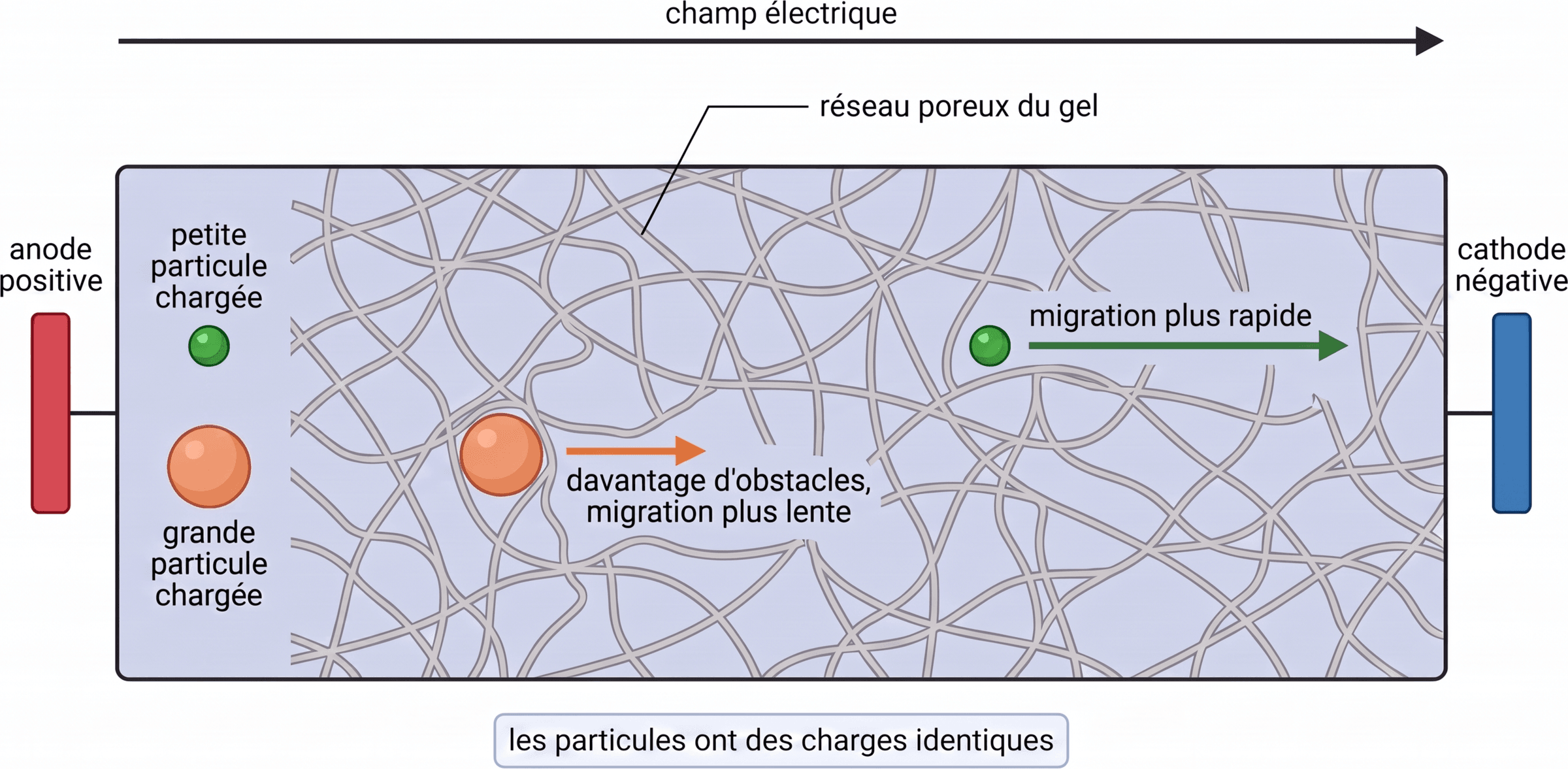 Tamisage moléculaire dans un gel poreux