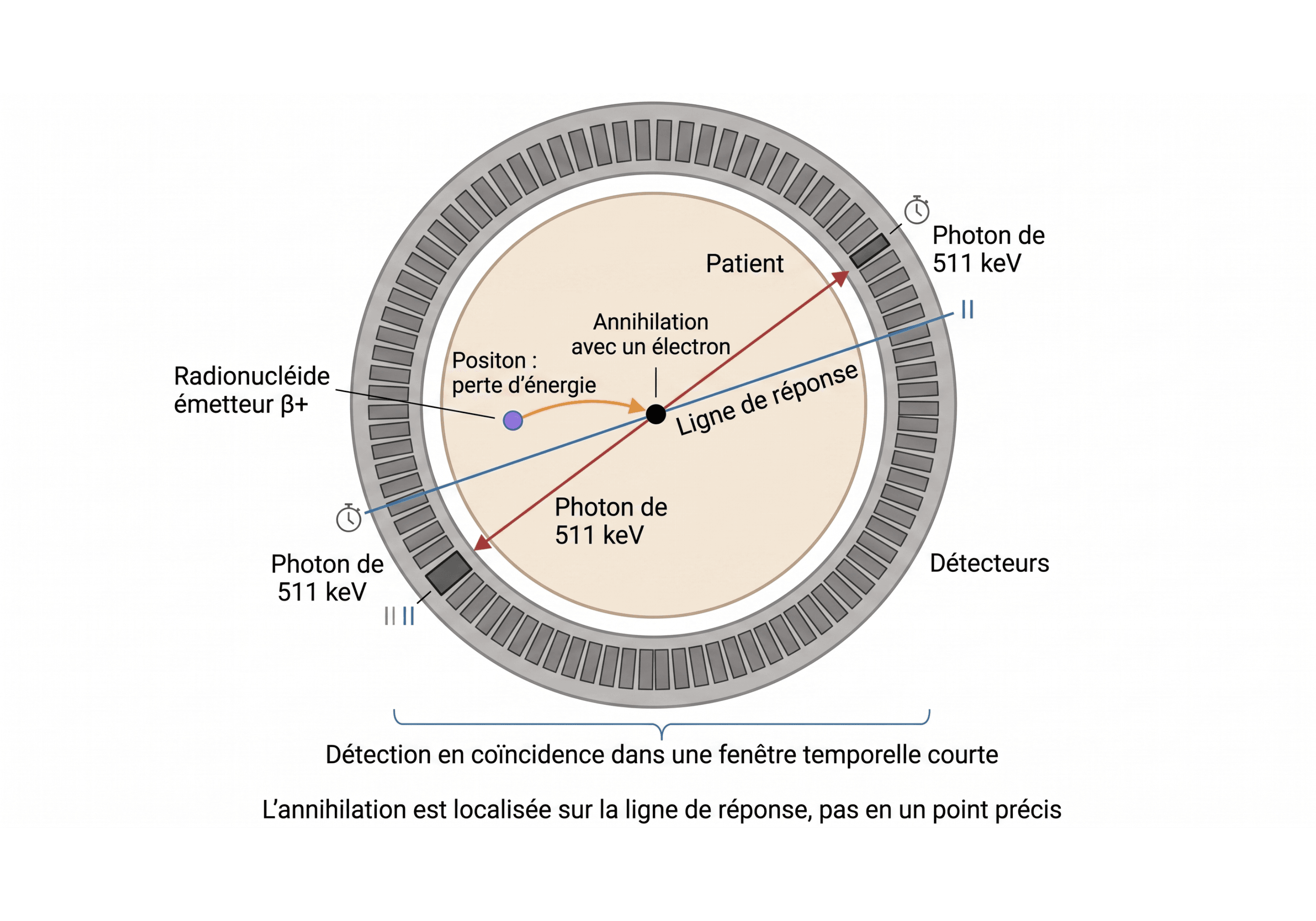 Annihilation et ligne de réponse en tomographie par émission de positons