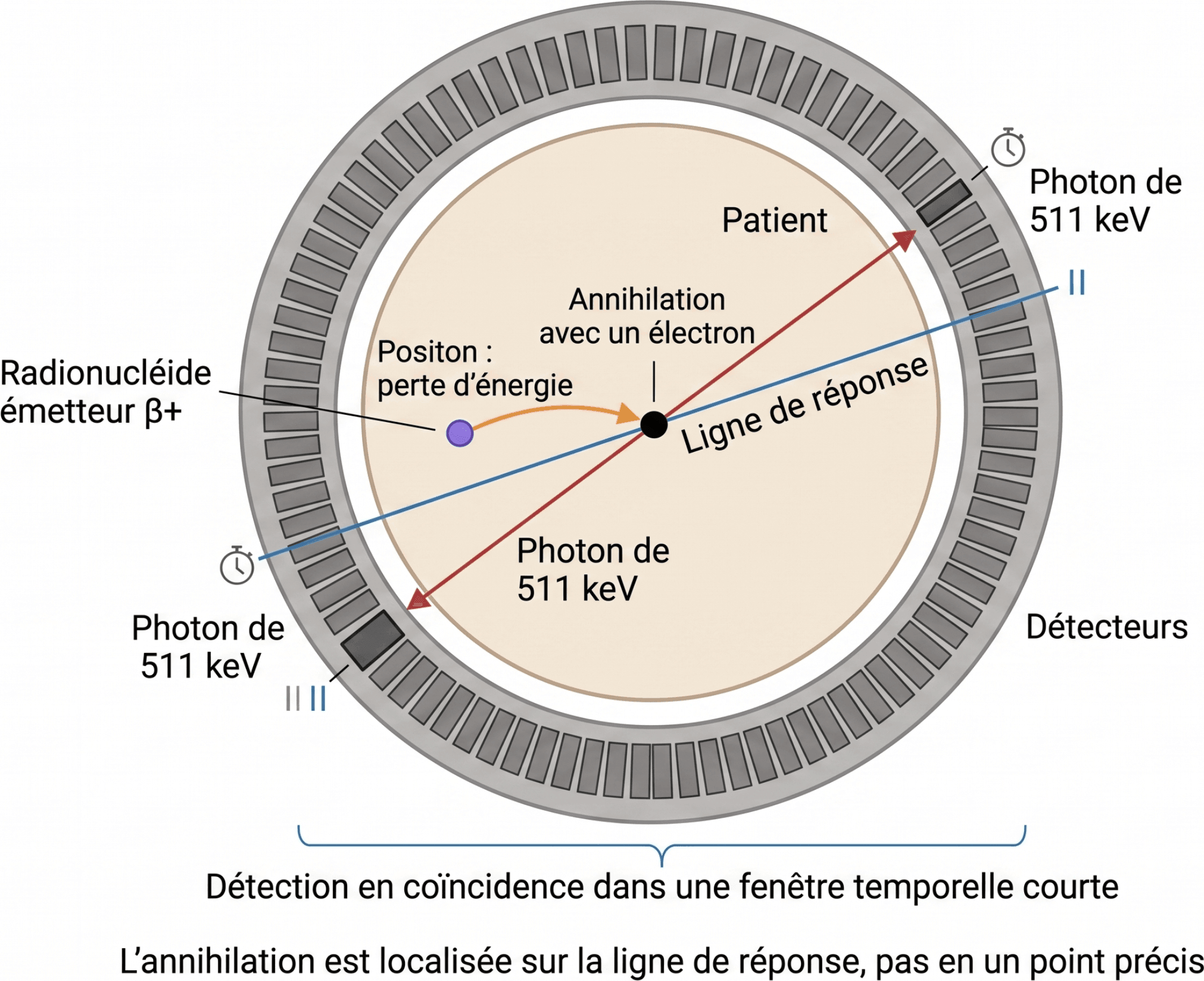Annihilation et ligne de réponse en tomographie par émission de positons