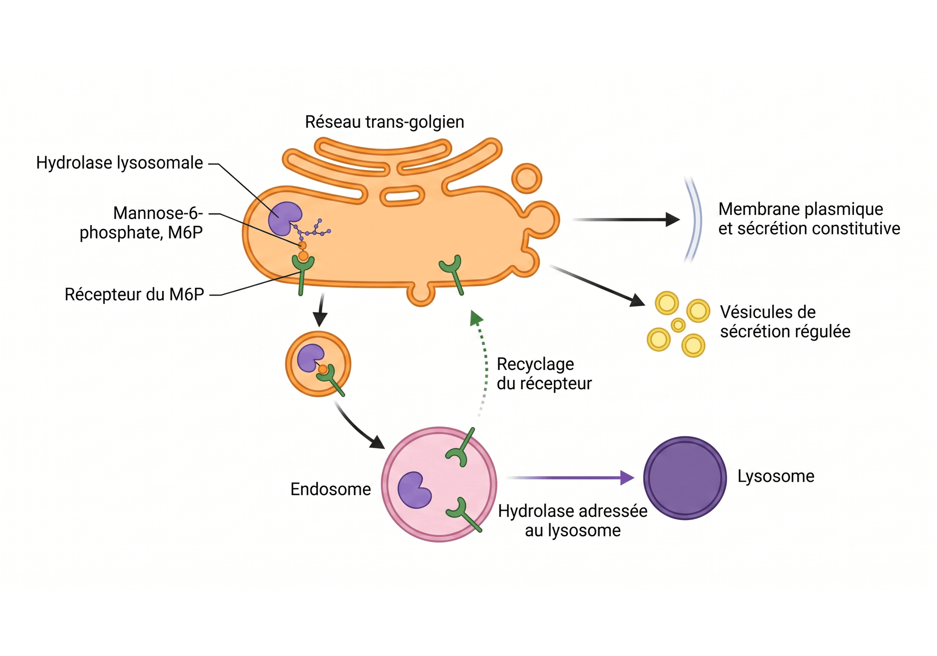Adressage des hydrolases lysosomales par le mannose-6-phosphate