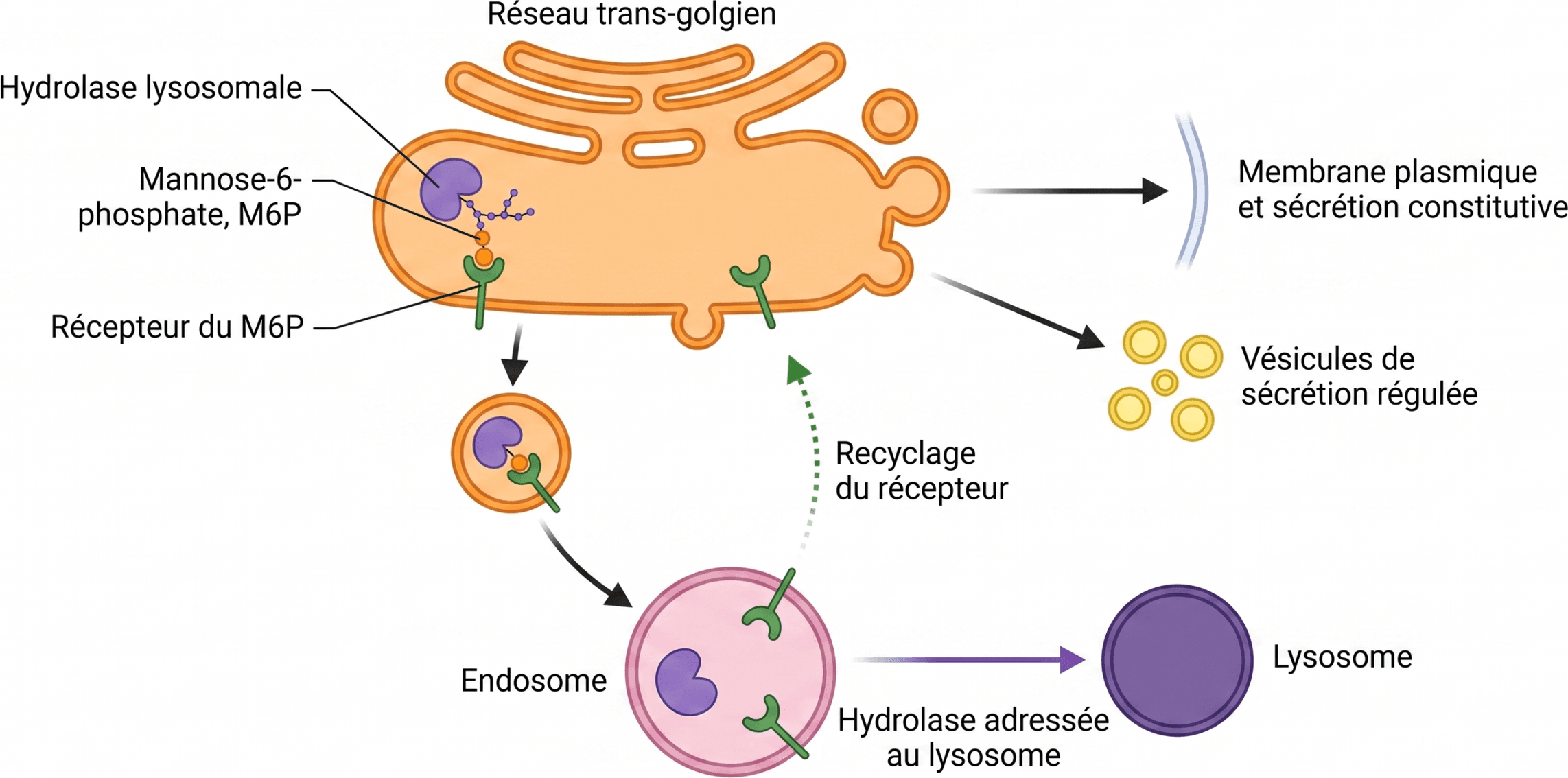 Adressage des hydrolases lysosomales par le mannose-6-phosphate