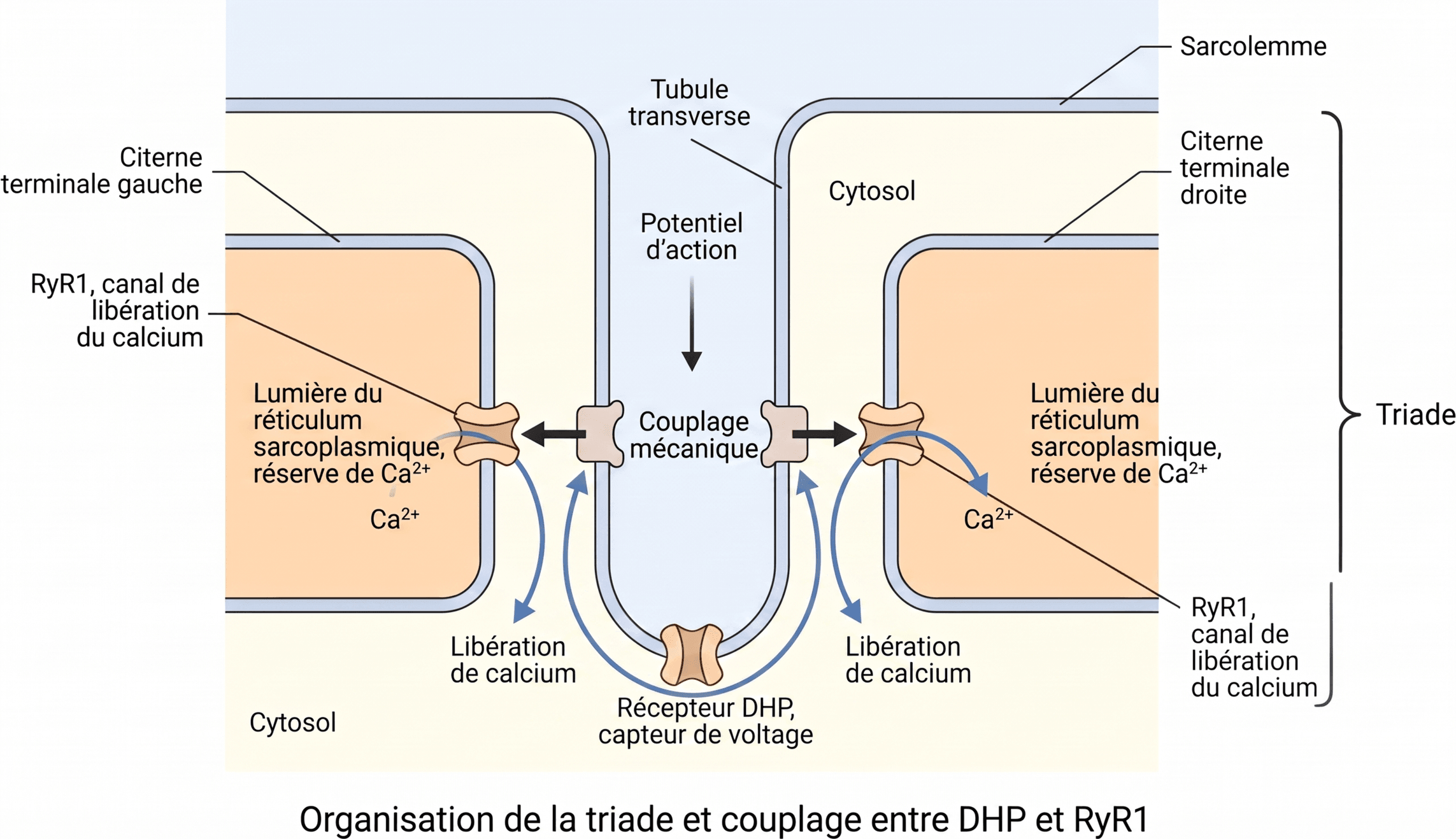 Organisation de la triade et couplage entre DHP et RyR1