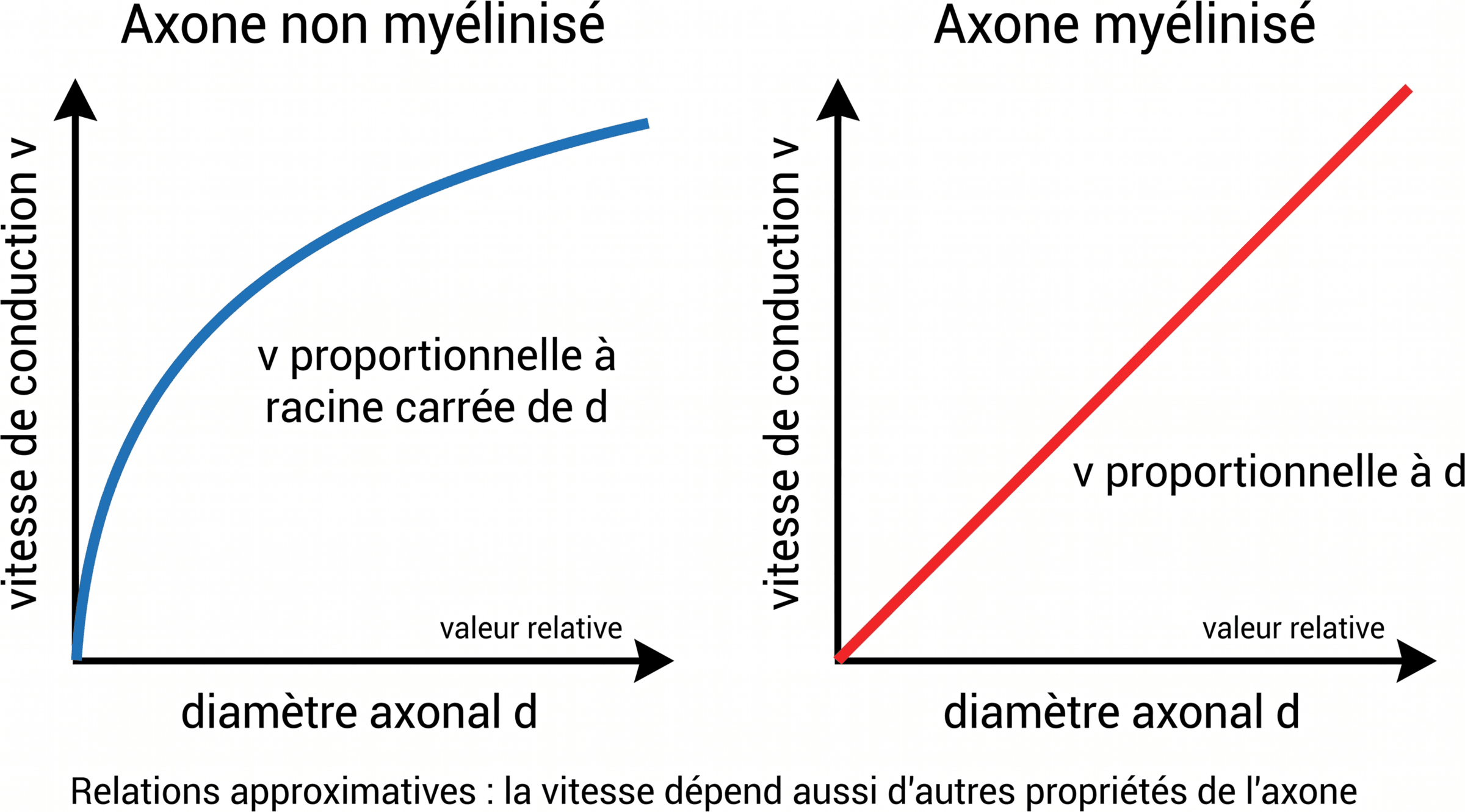 Influence du diamètre sur la vitesse de conduction